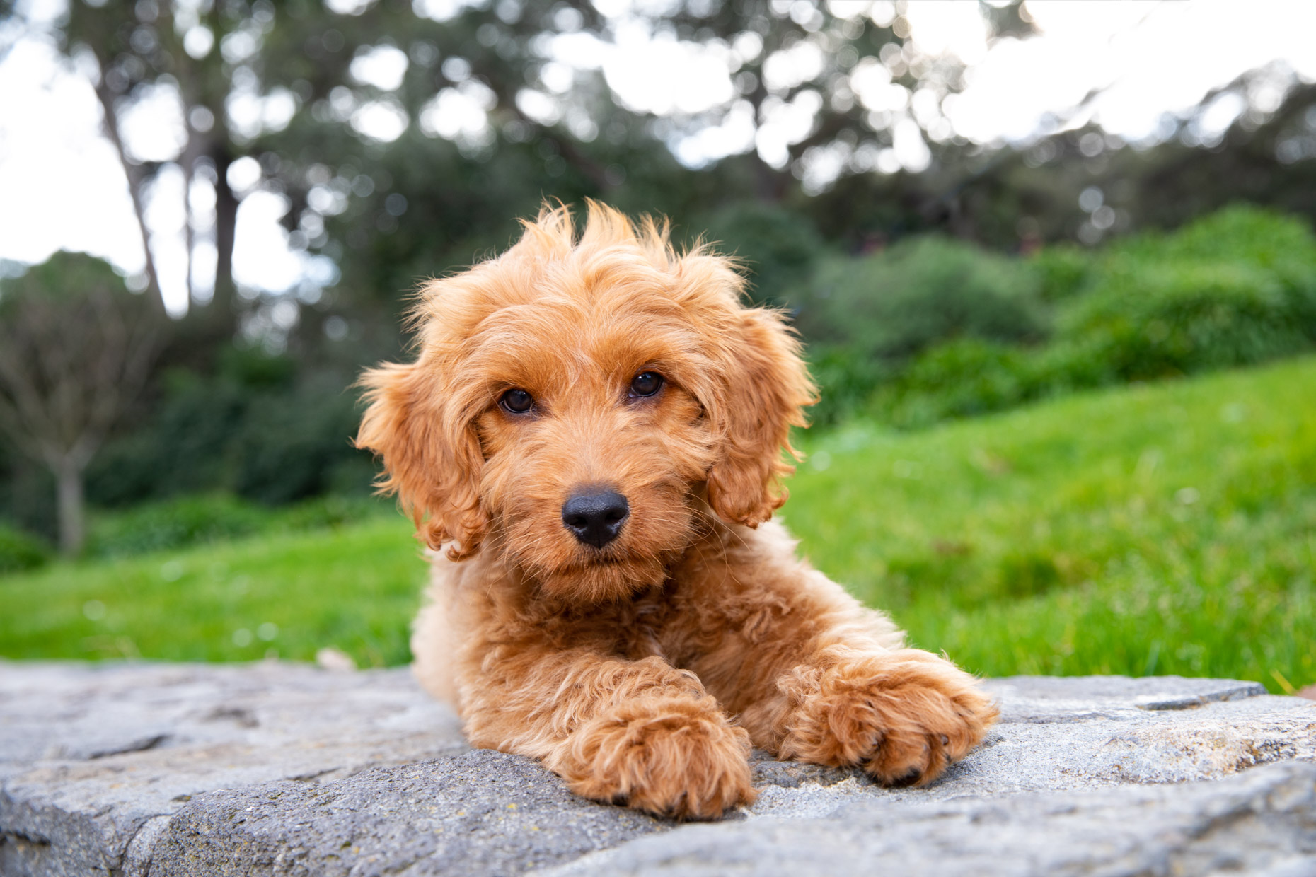 Dog Photography | Goldendoodle Puppy on Wall by Mark Rogers