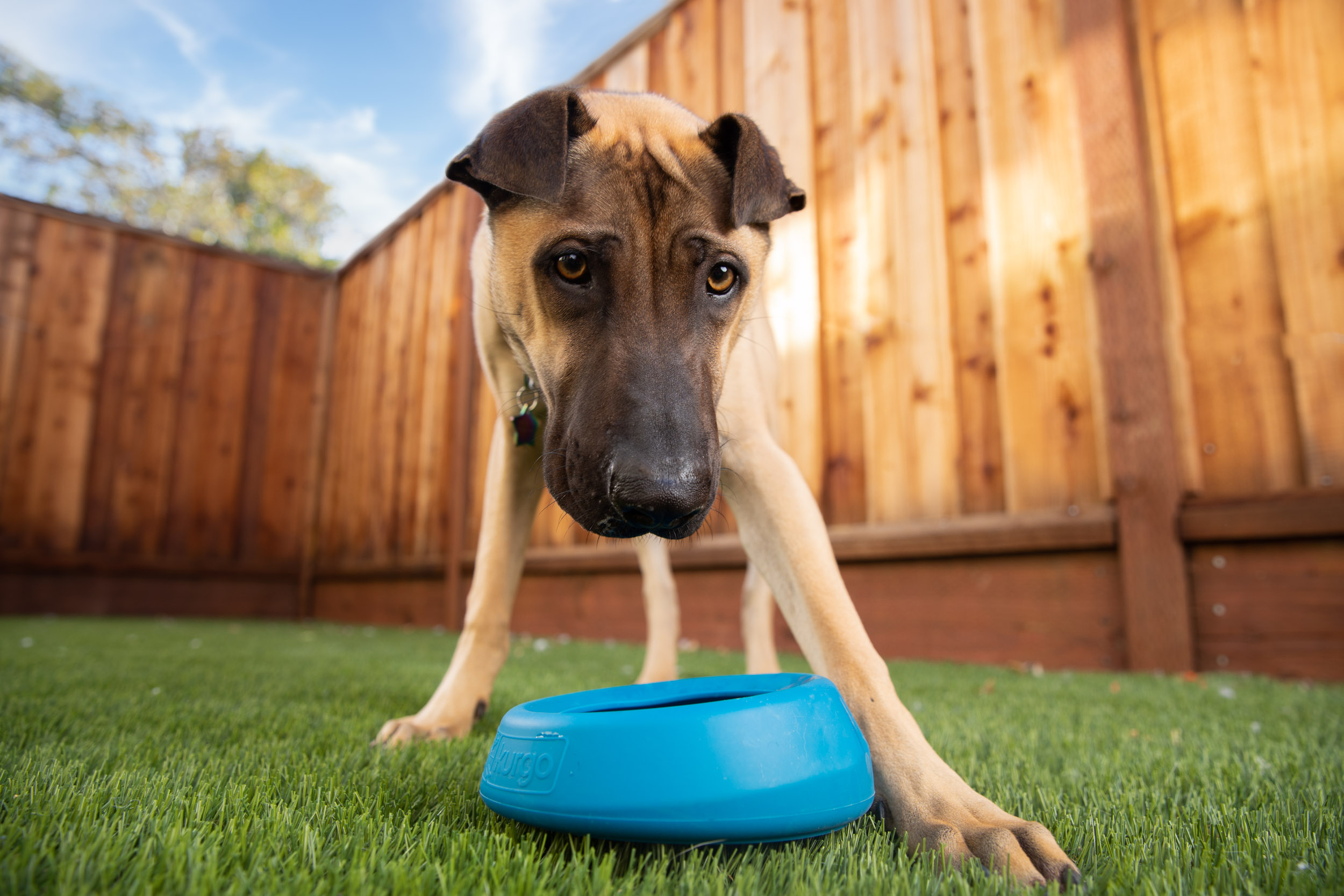Dog Lifestyle Photography | Large Dog with Water Bowl by Mark Rogers