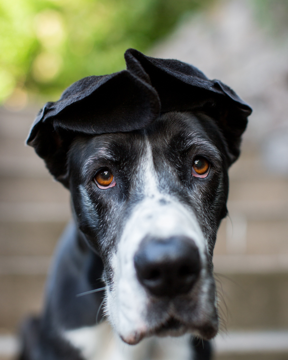 Advertising Photography | Great Dane with Folded Ears by Mark Rogers