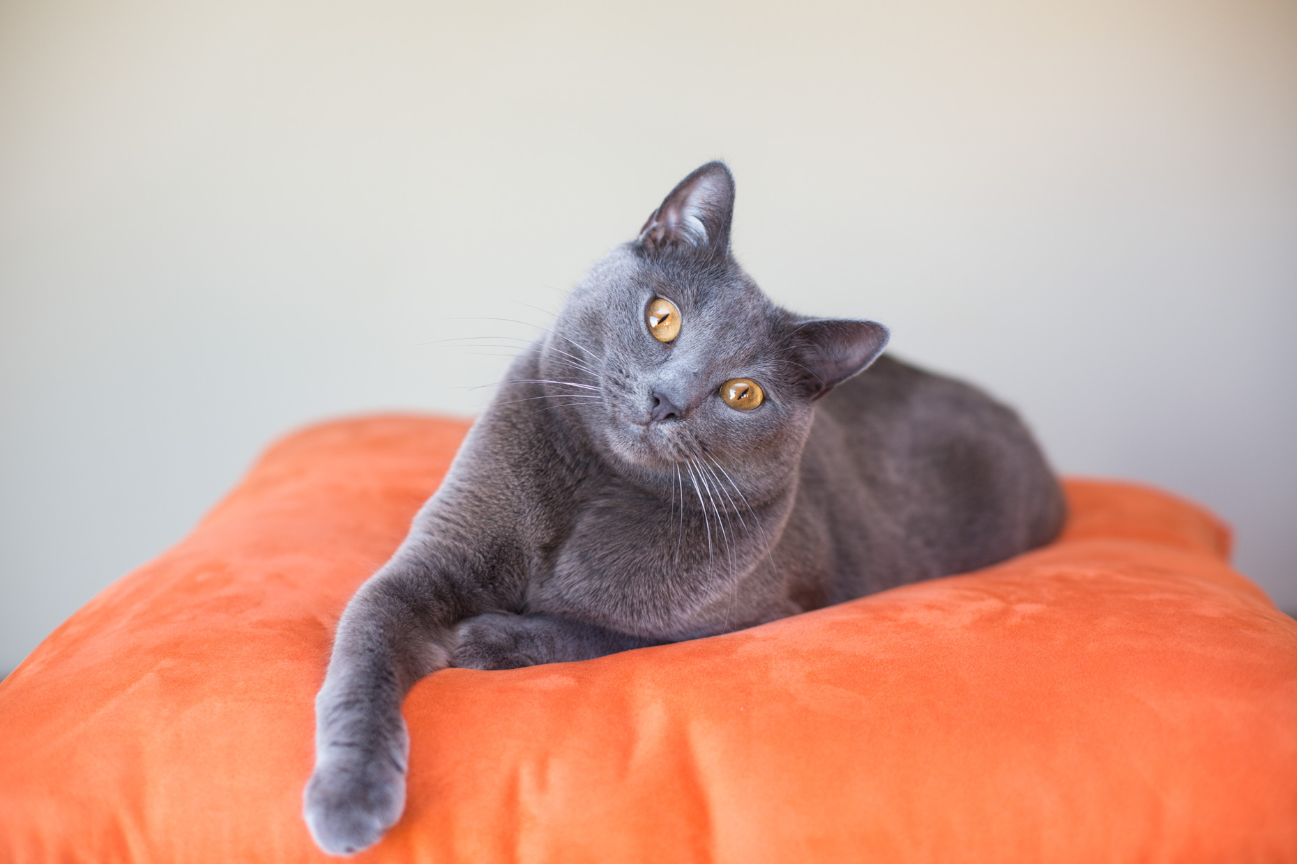 Commercial Pet Photography Grey Cat Tilting Head by Mark Rogers