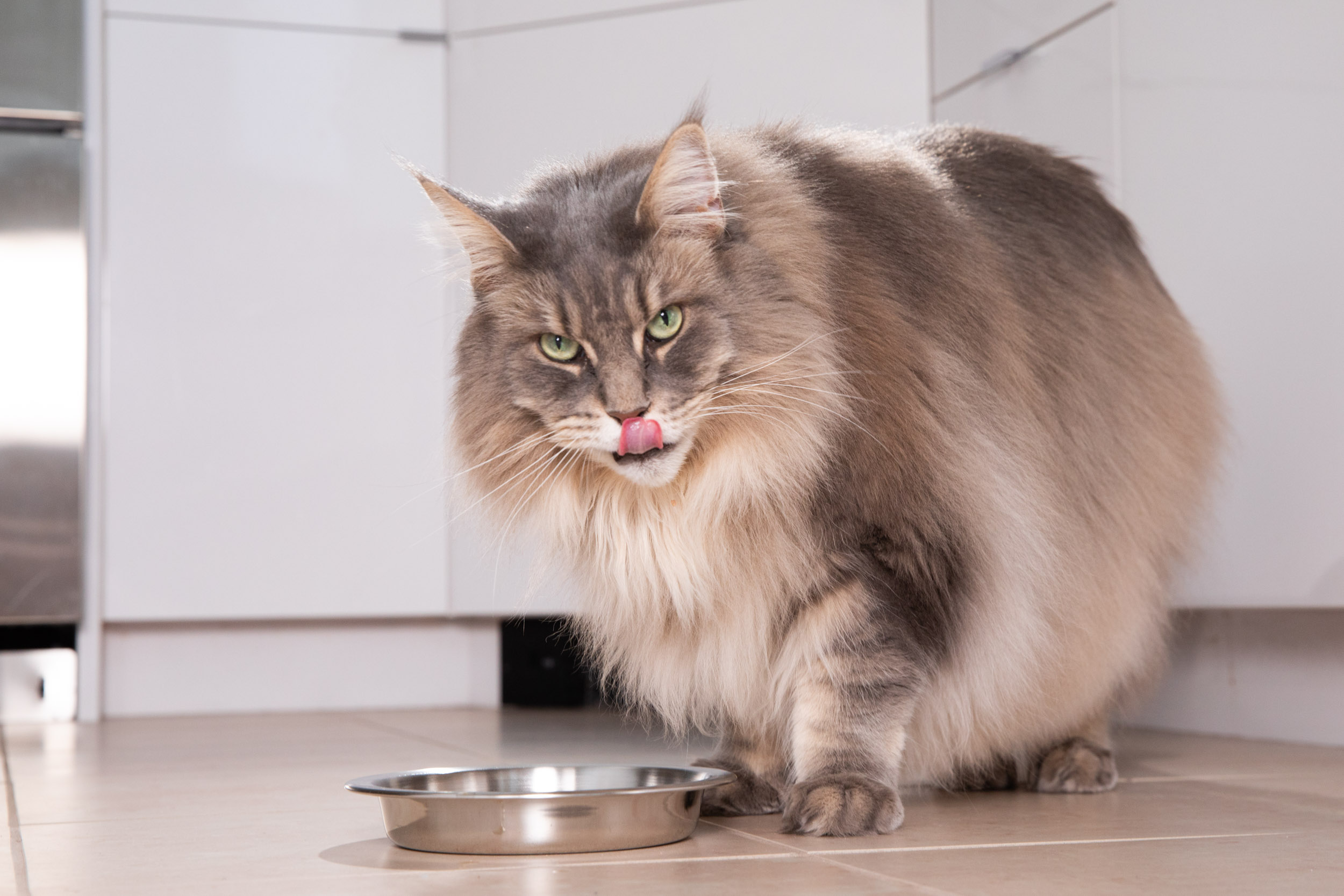 Cat Photography | Cat Licking Chops While Eating by Mark Rogers