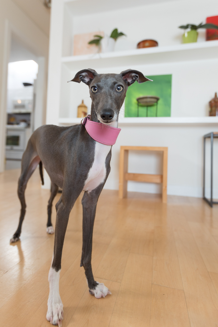 Dog and Pet Photography | Italian Greyhound in Hallway by Mark Rogers