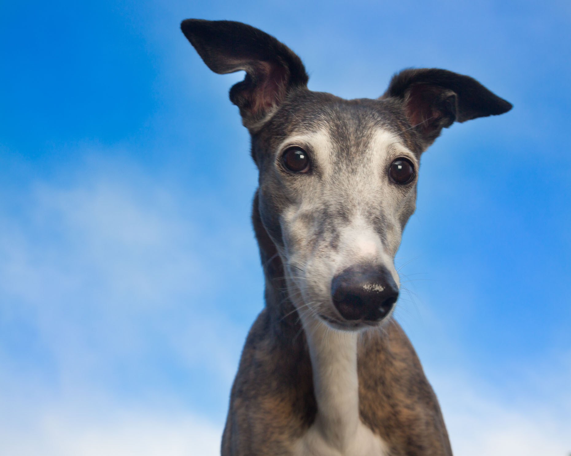 Dog and Pet Photography  |  Greyhound Close-up by Mark Rogers
