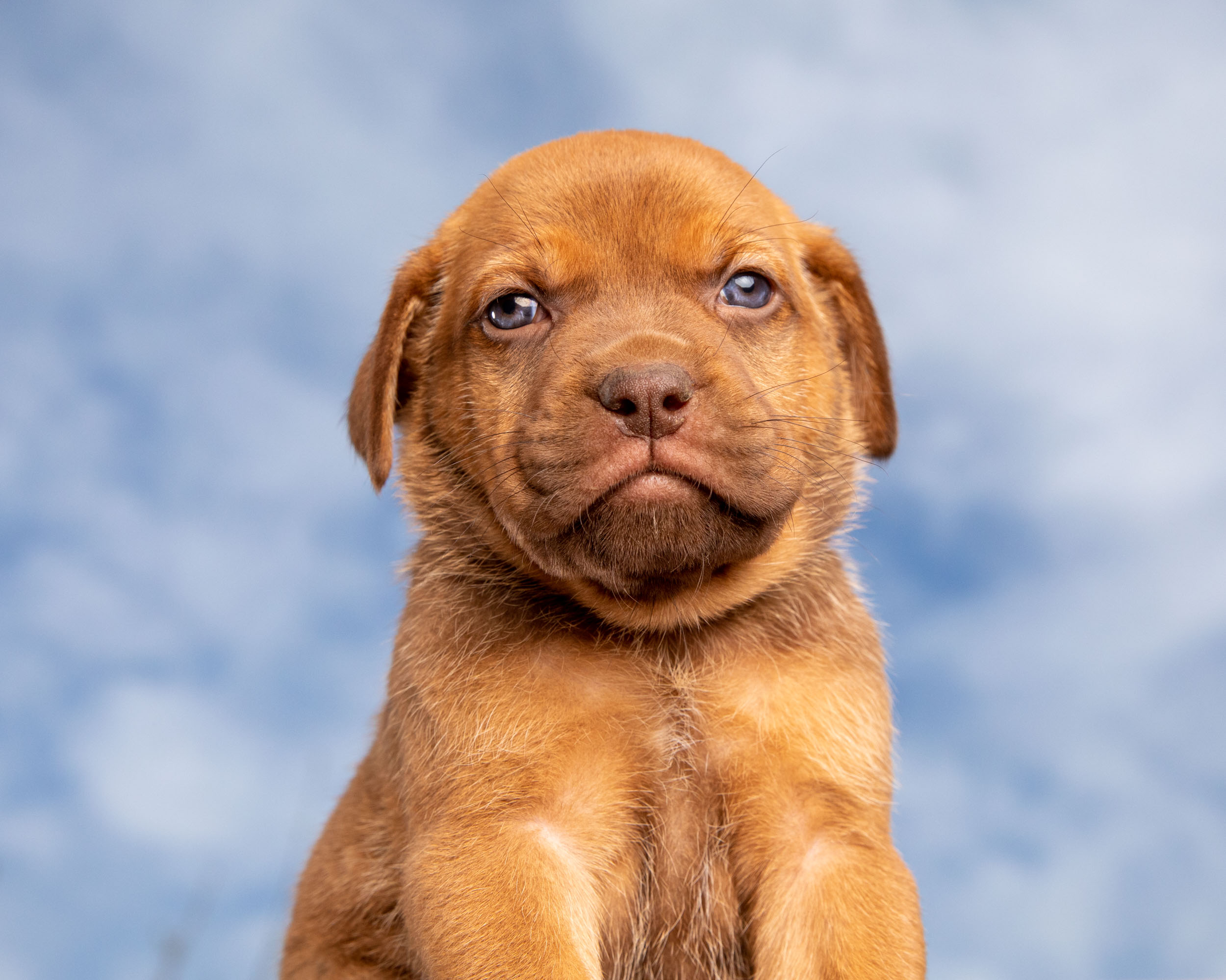 Puppy Photography | Grumpy Red Puppy in Clouds by Mark Rogers