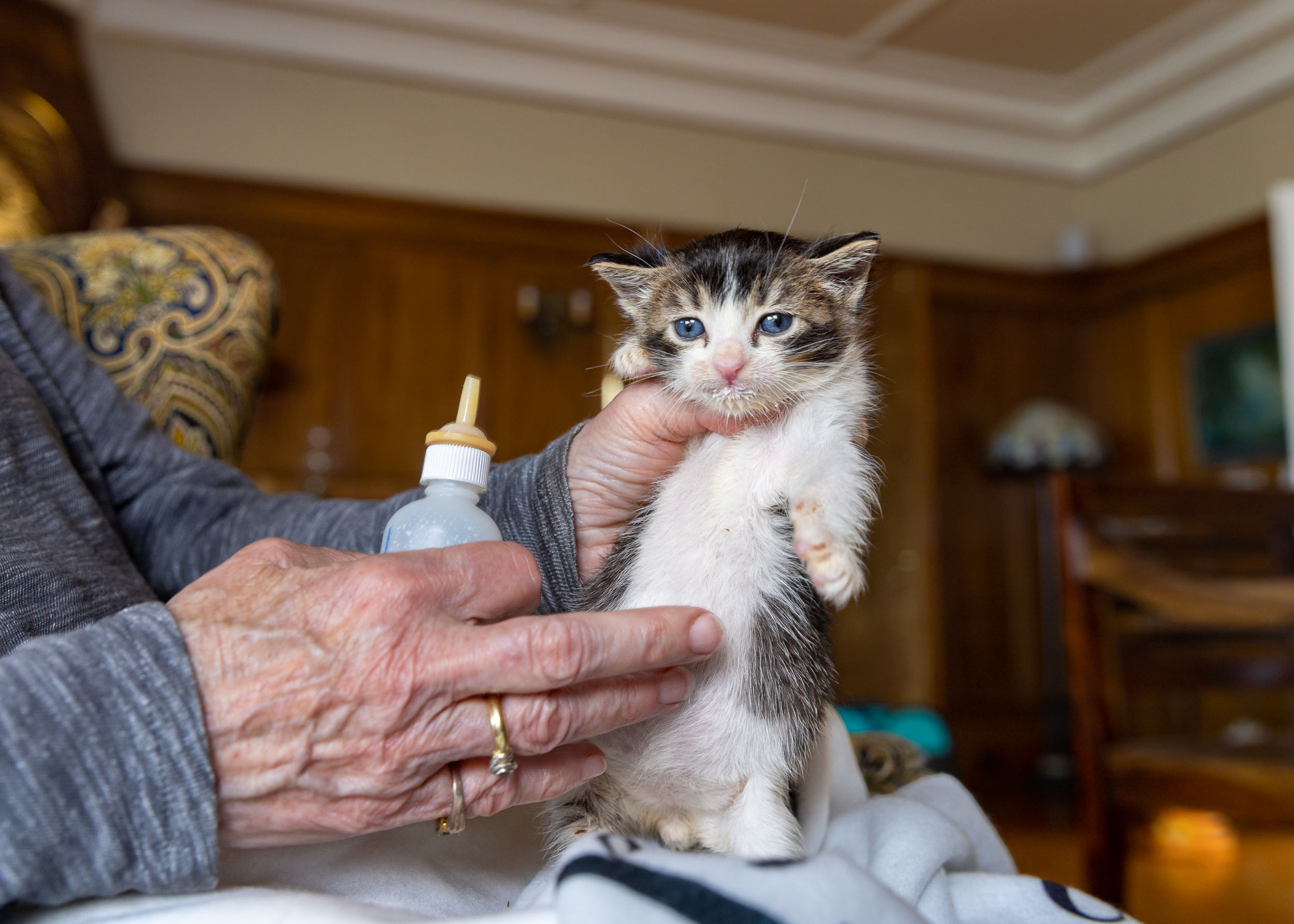 Human-Animal Bond Photography | Young Kitten Held After Feeding