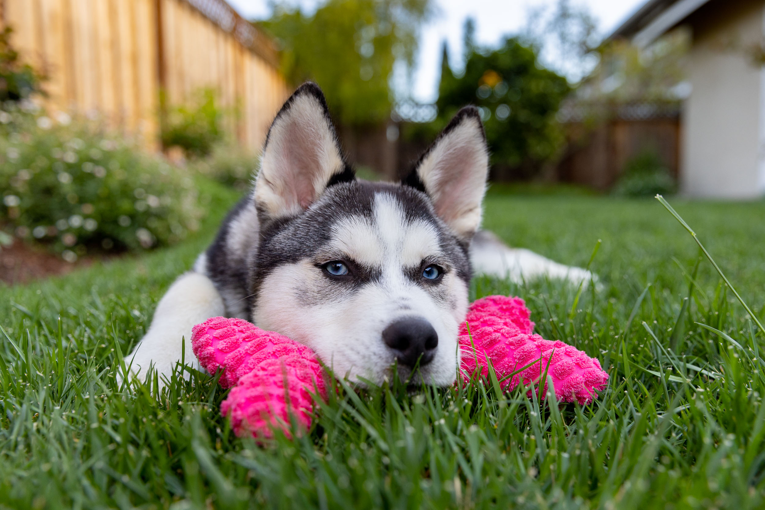 husky-puppy-resting-chin-on-pink-toy-in-grass-0246