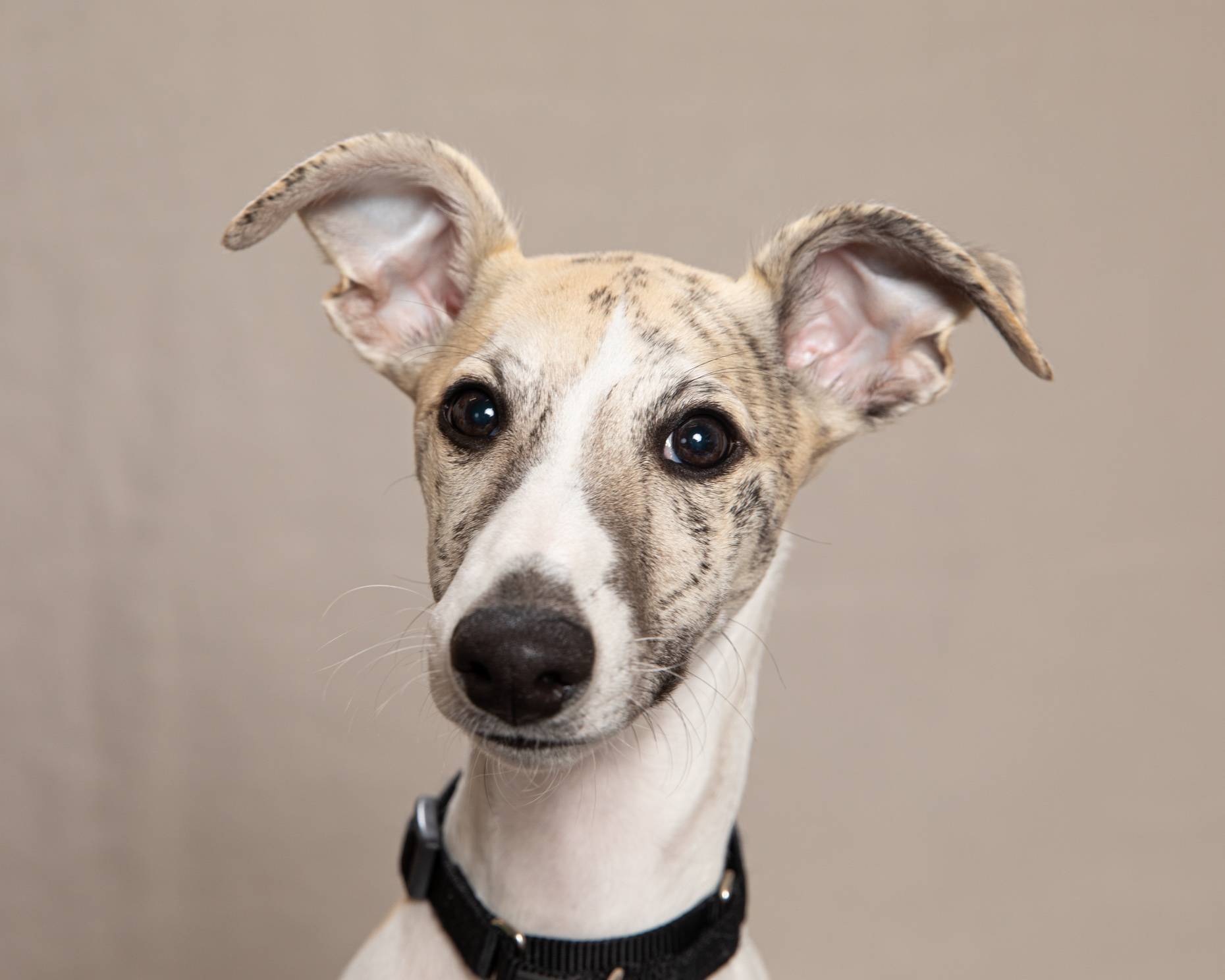 Dog and Pet Photography | Italian Greyhound Puppy bu Mark Rogers