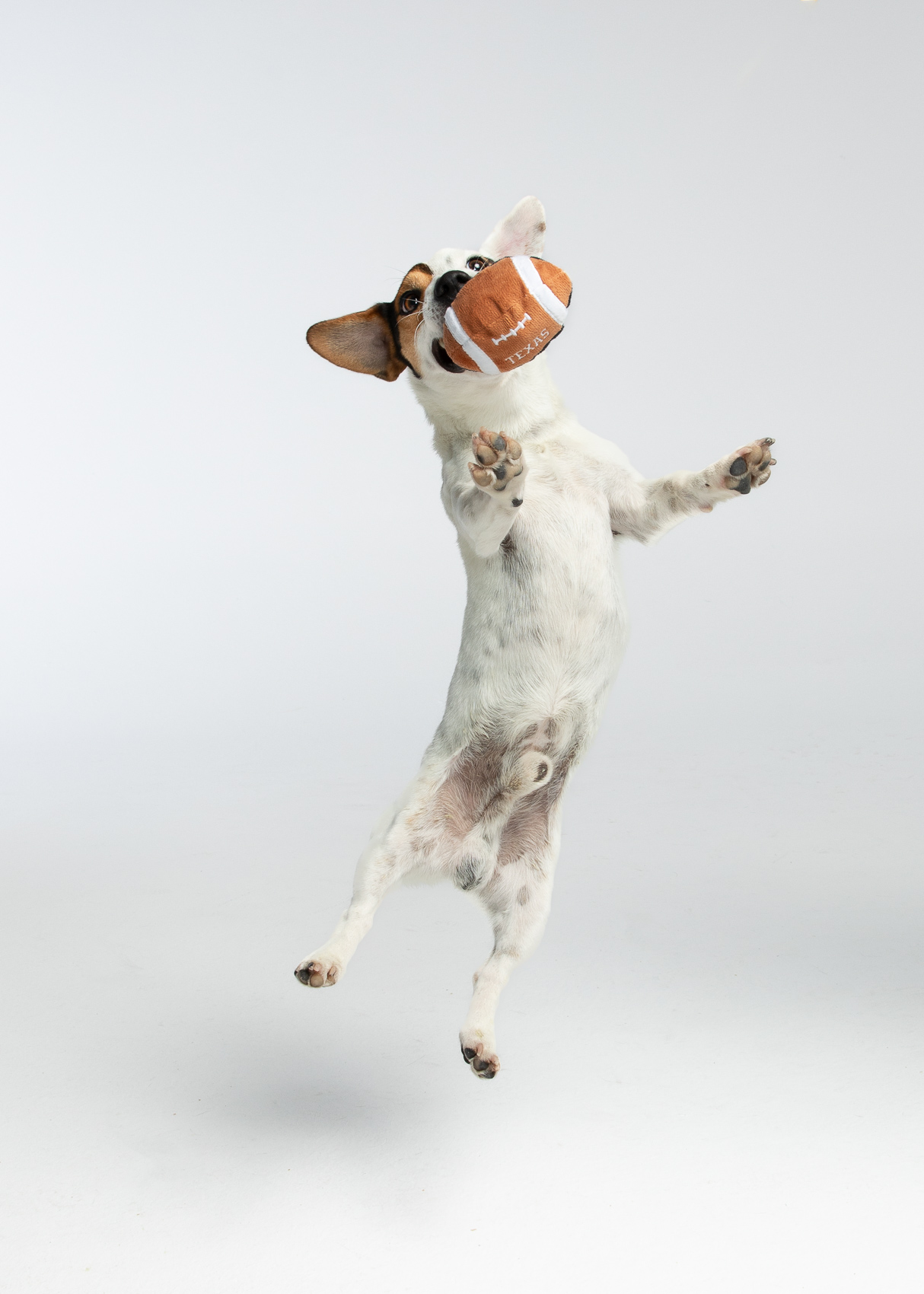 Dog Studio Photography | Terrier Jumping for Toy by Mark Rogers