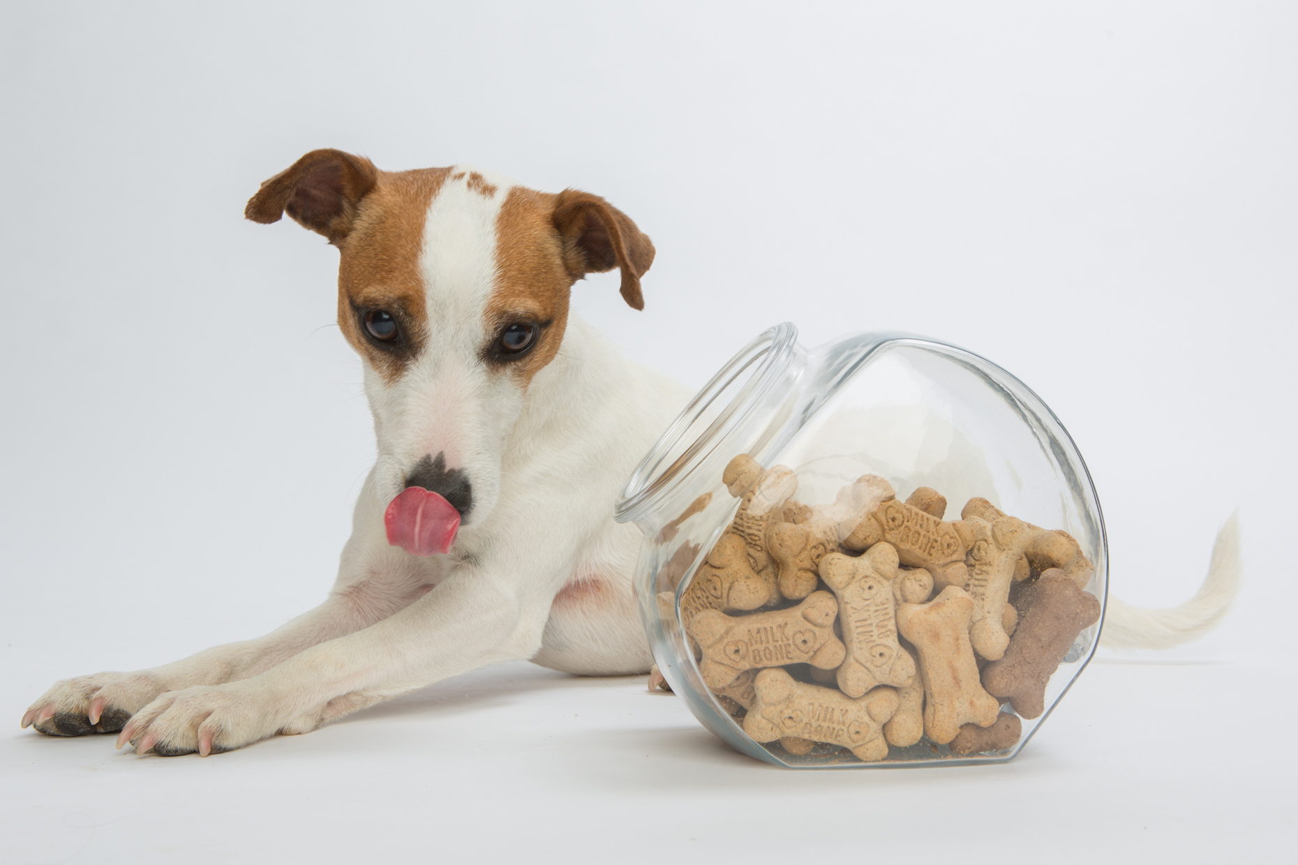 Dog Studio Photography | Terrier and Treat Jar Licking Nose  by Mark Rogers