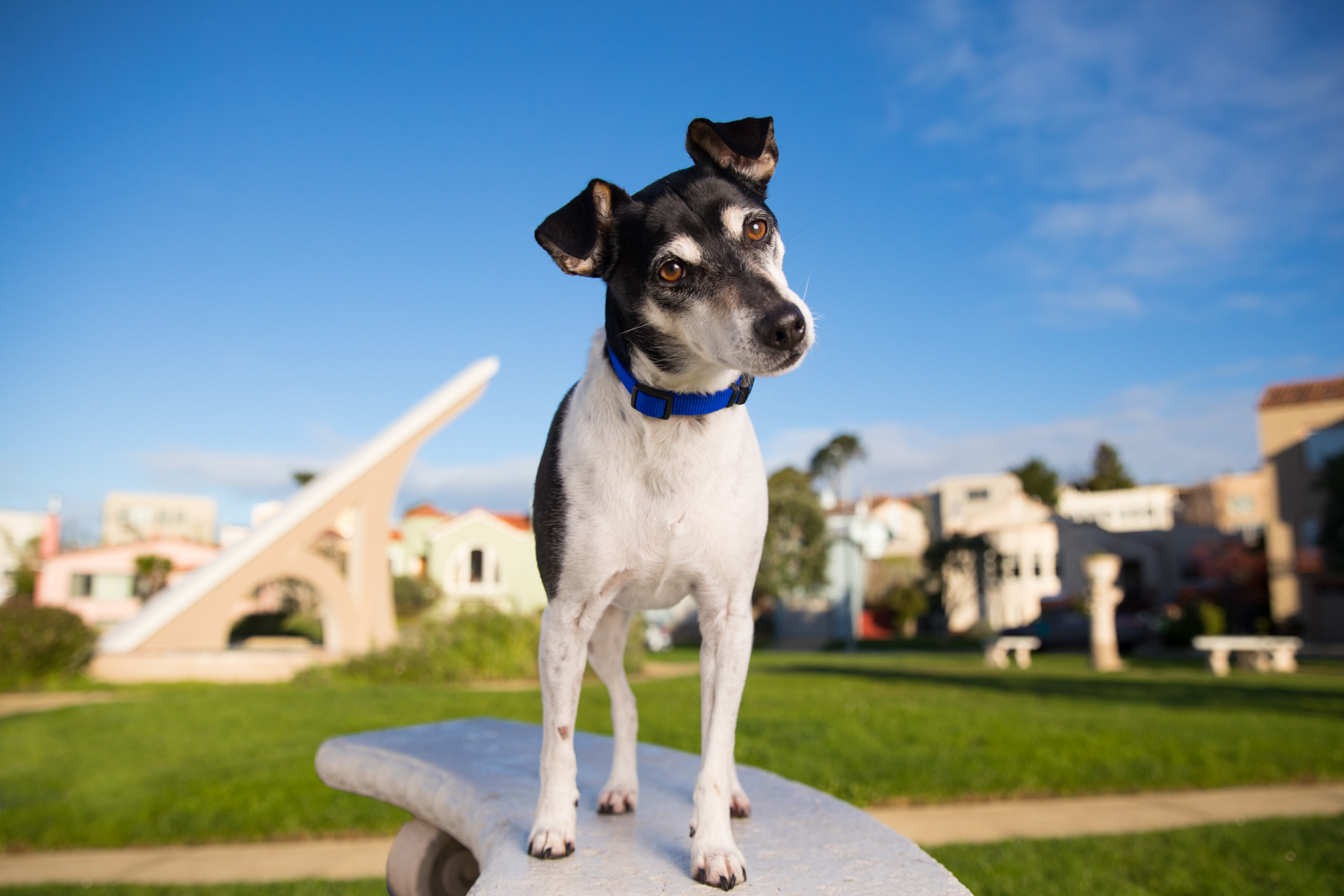 Jack Russell Terrier in front of giant Sun Dial in San Francisco Neighborhood