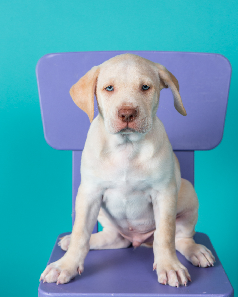 Commercial Dog Photography | White Puppy on Chair by Mark Rogers