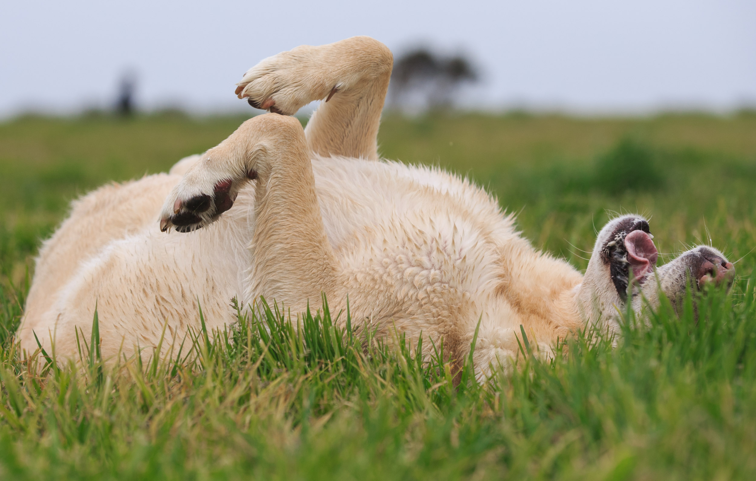 Dog Lifestyle Photography | Labrador Rolling in Grass by Mark Rogers