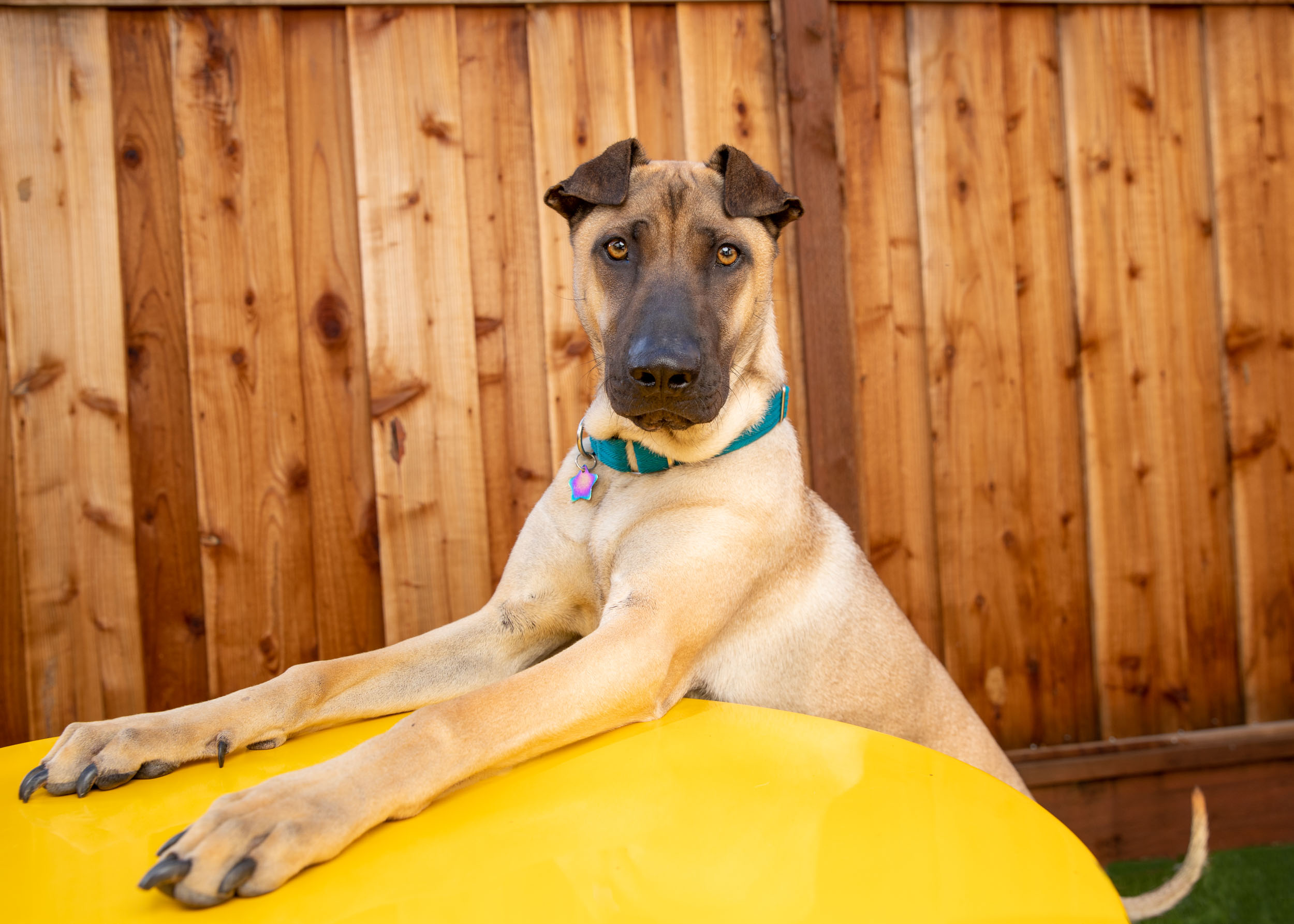 large-dog-with-front-legs-on-outdoor-table-9585-Edit