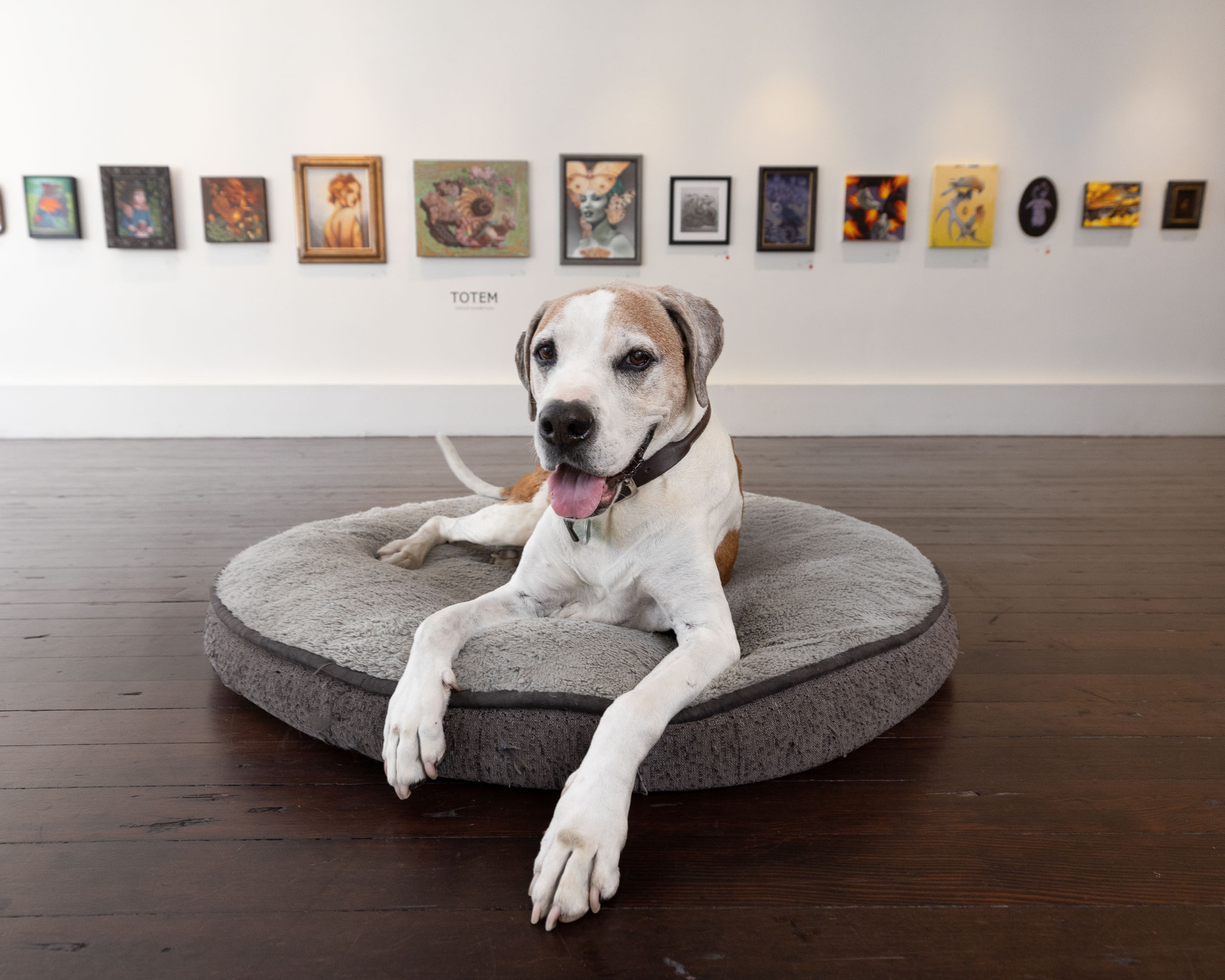 large-friendly-mixed-breed-dog-on-bed-in-art-gallery-4975