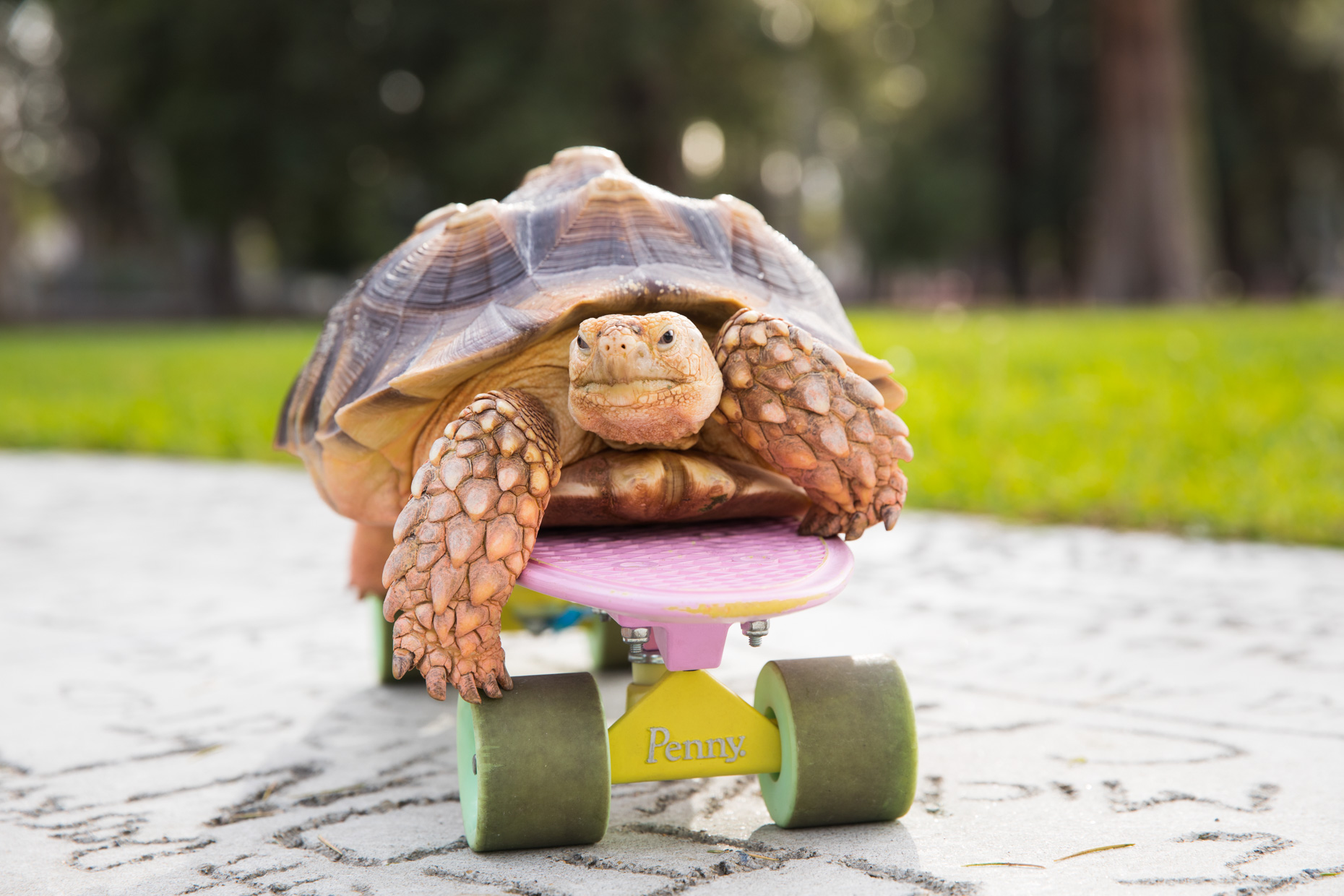 Animal Photography | Tortoise on Skateboard by Mark Rogers