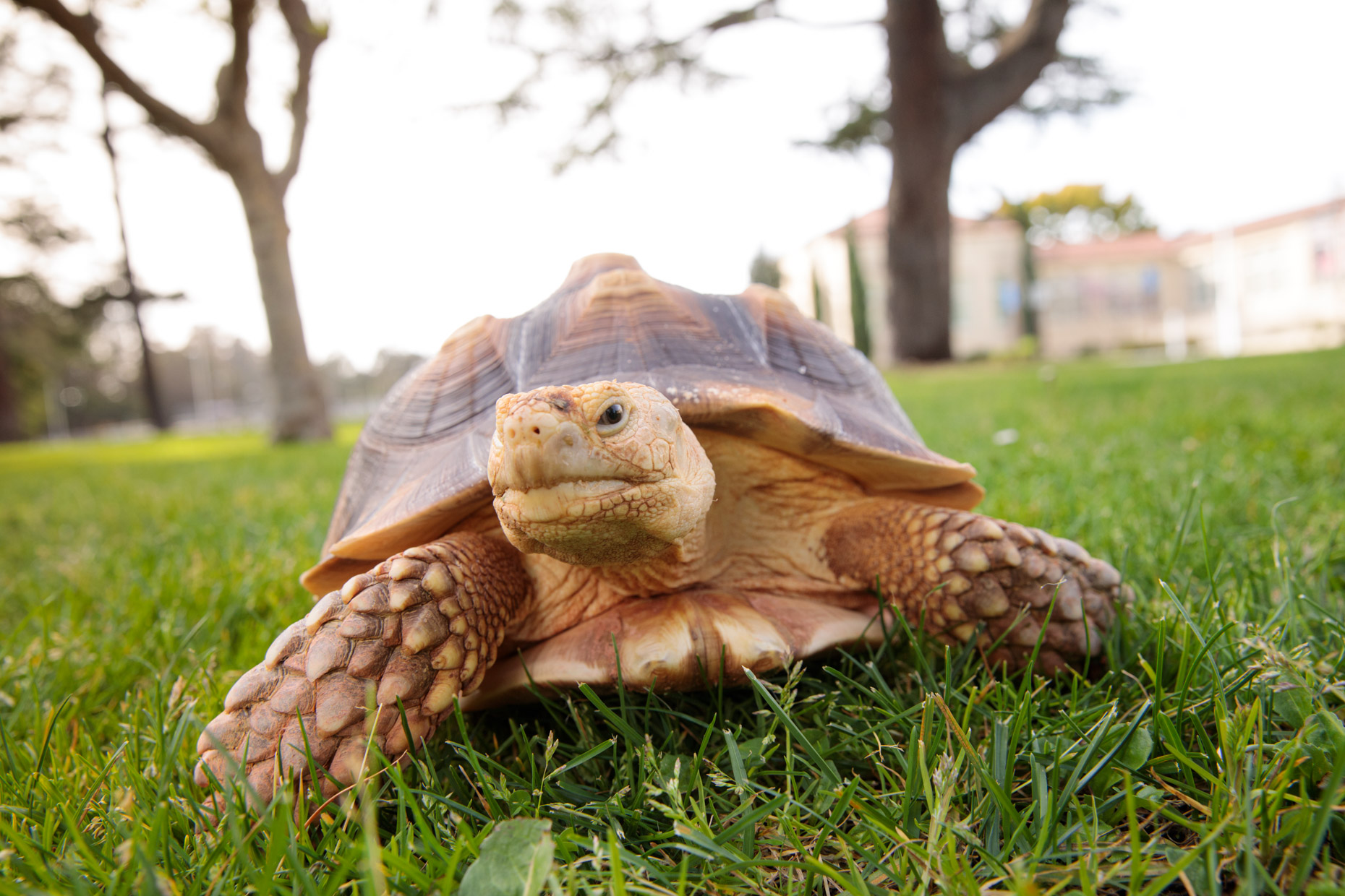 Animal Photography Tortoise Walking by Mark Rogers