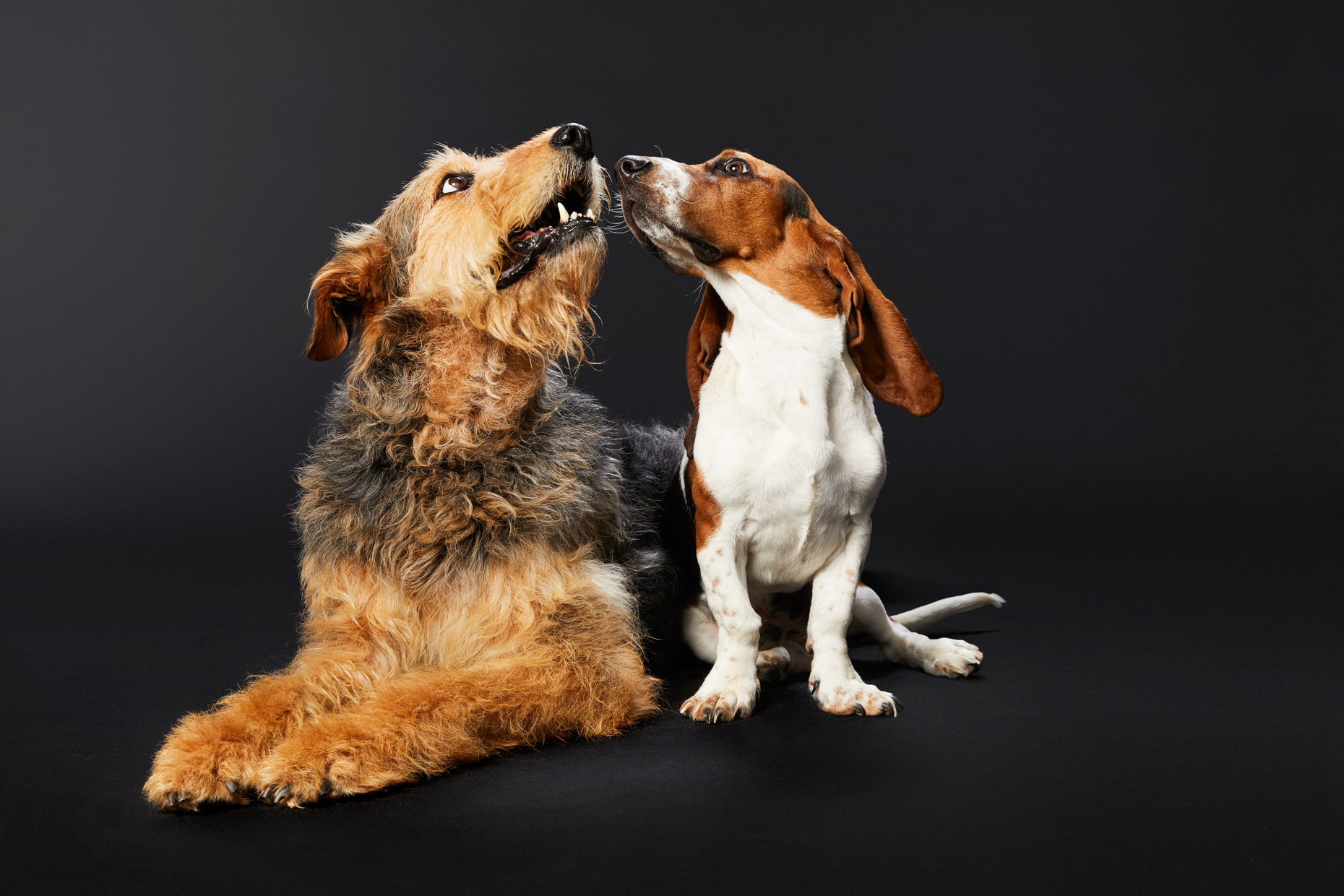 Dog Studio Photography | Dogs Touching Noses by Mark Rogers