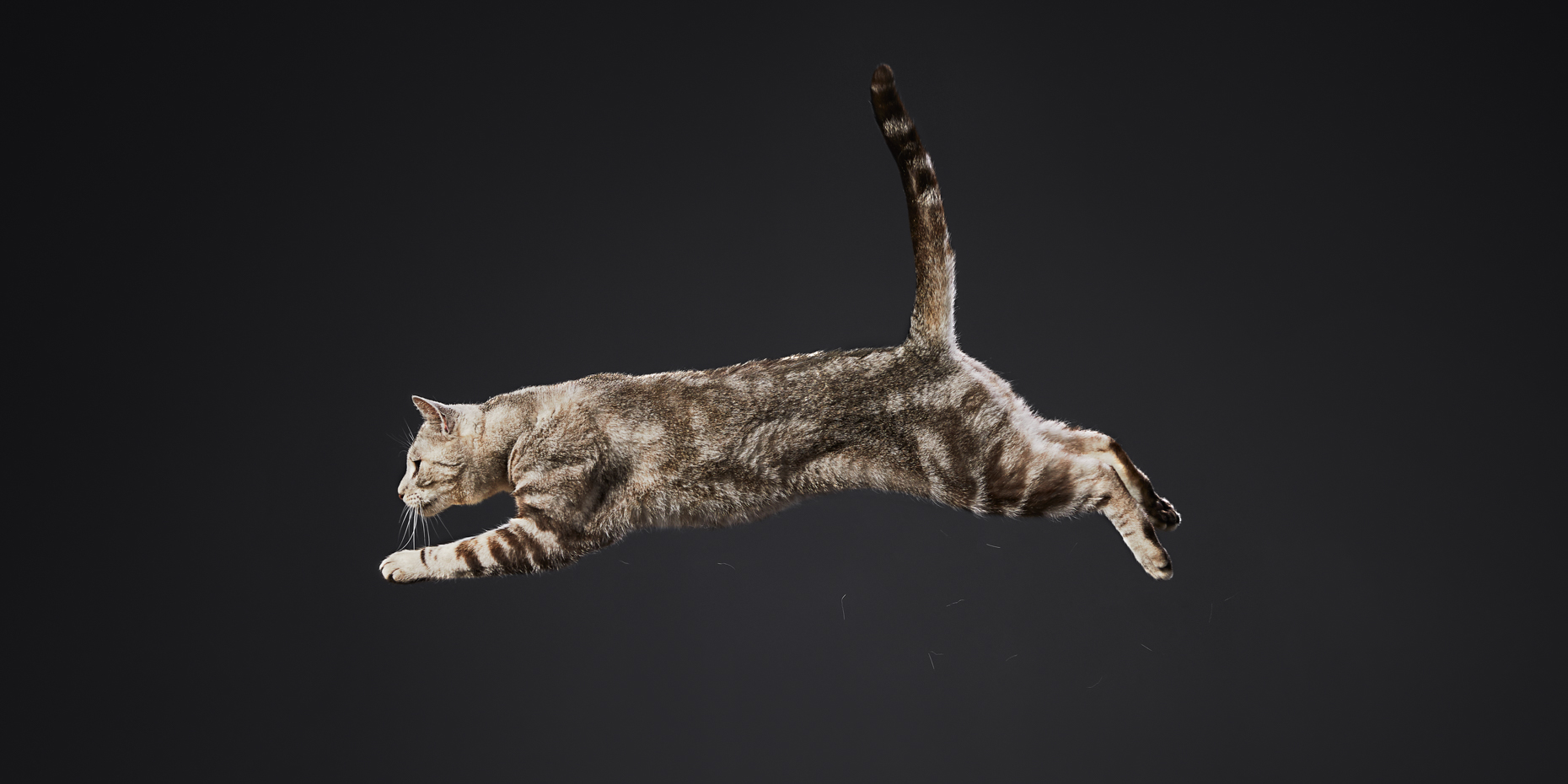 commercial pet photograph of leaping tabby cat on black by Mark Rogers