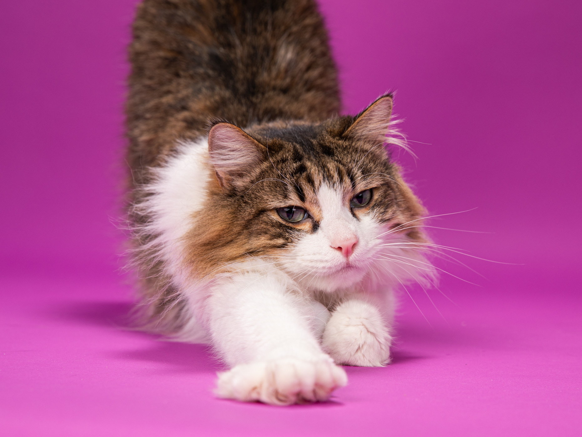 cat stretching against purple background
