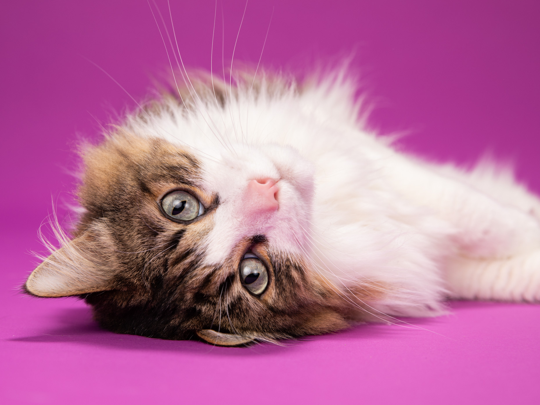 Animal Studio Photography | Longhaired Cat on Back by Mark Rogers