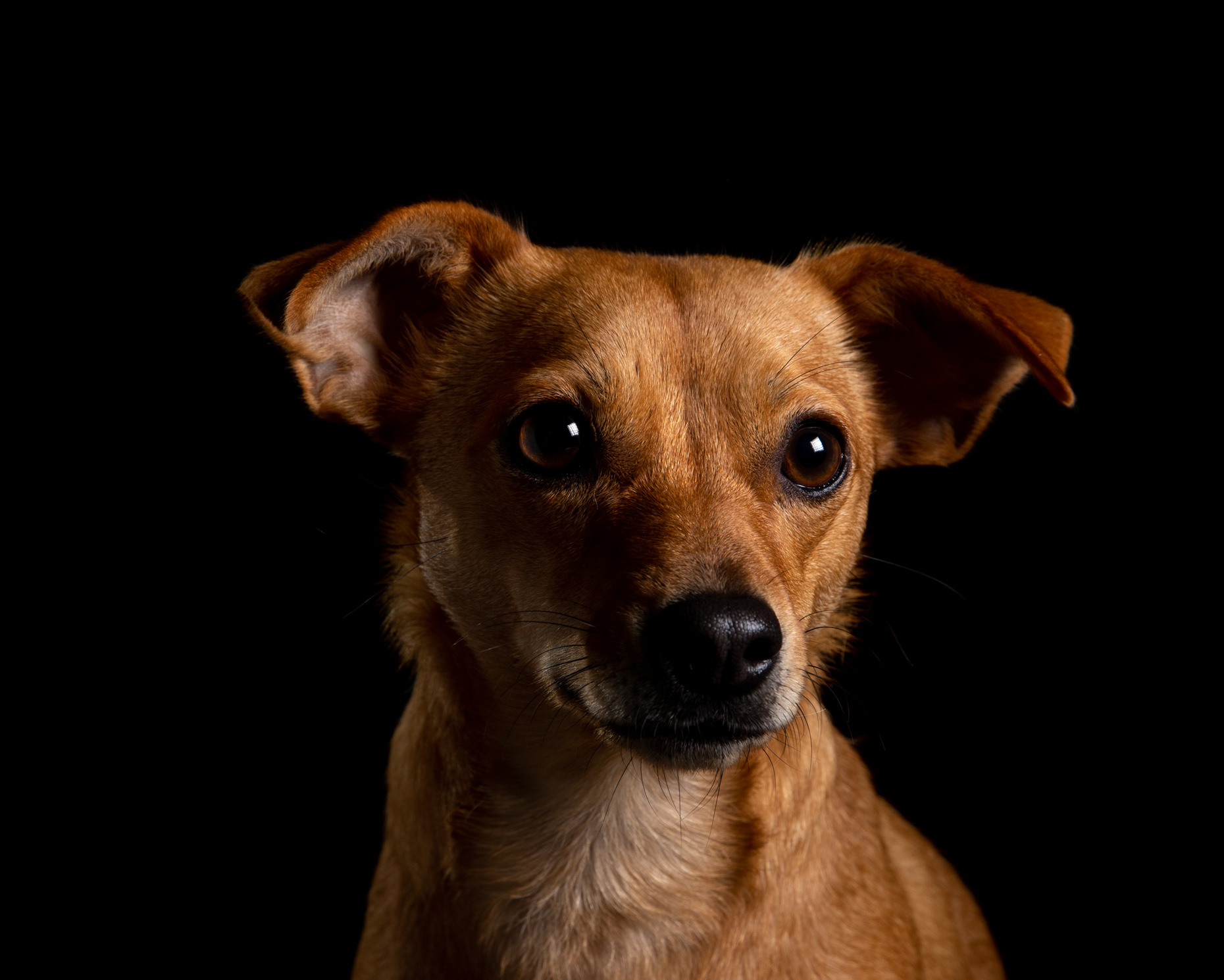 low-key portrait of small chihuahua mixed breed dog against black background