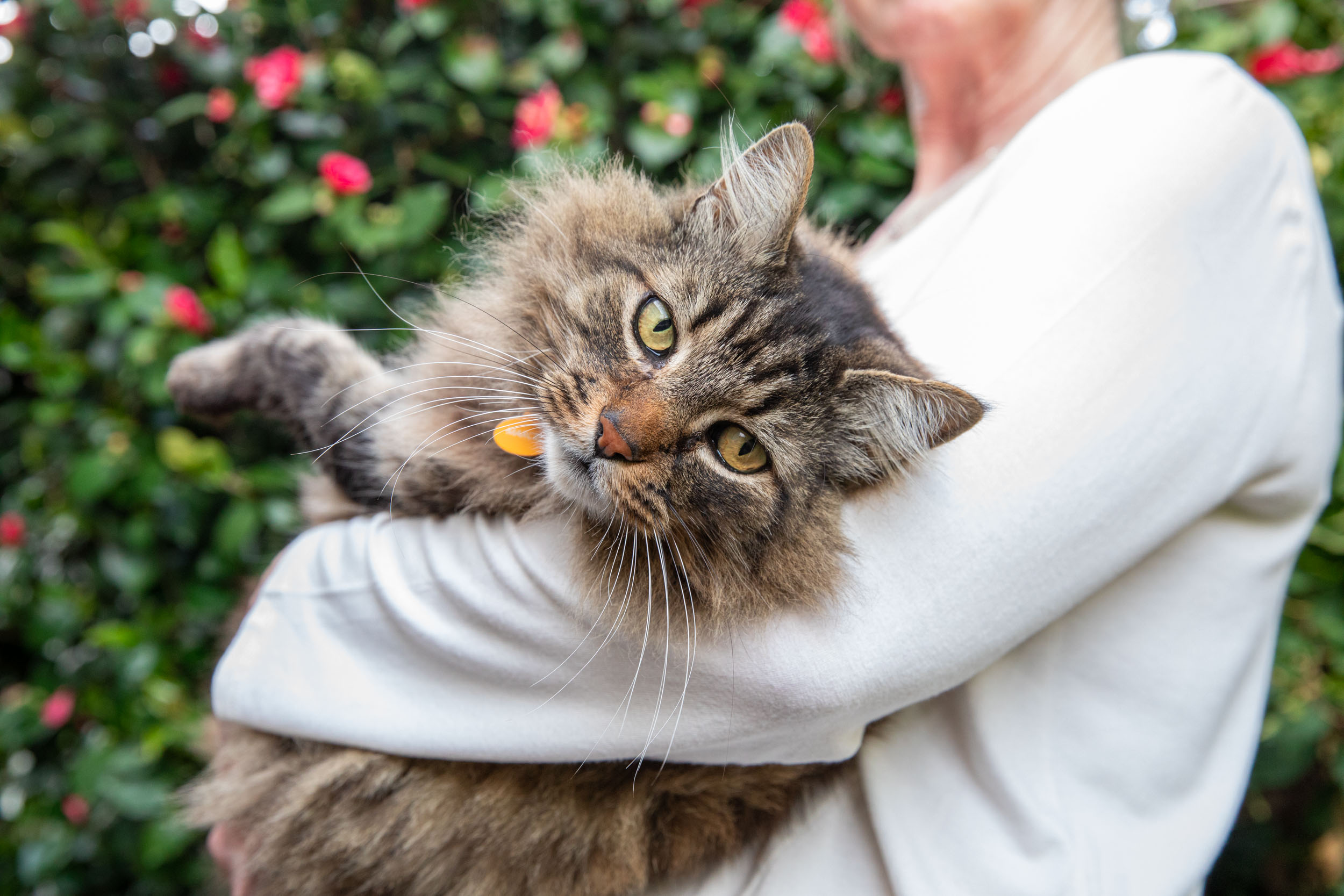 Cat Lifestyle Photography | Maine Coon Cat Held by Woman Outdoors
