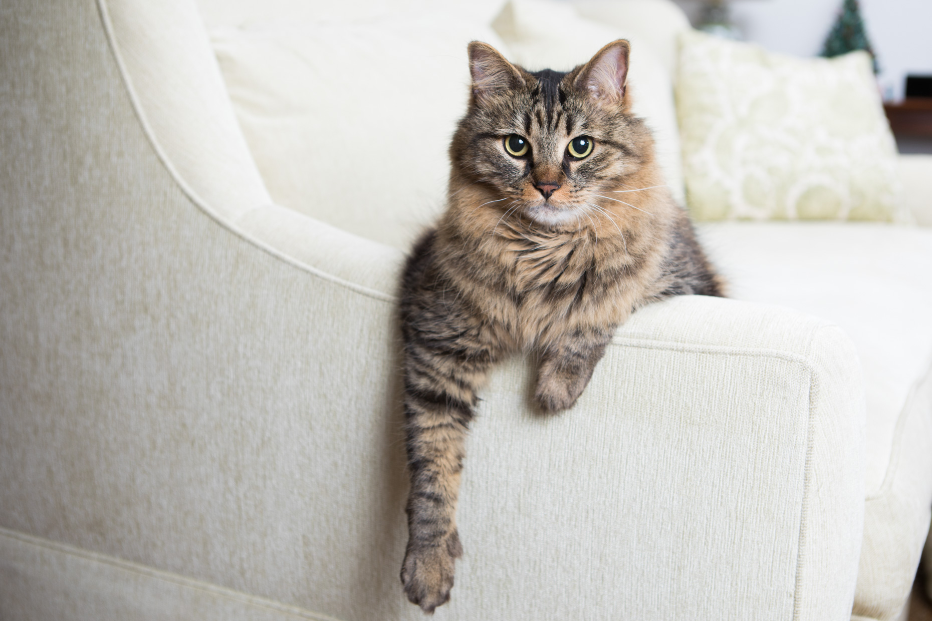 Pet Lifestyle Photography | Maine Coon Cat on Sofa by Mark Rogers