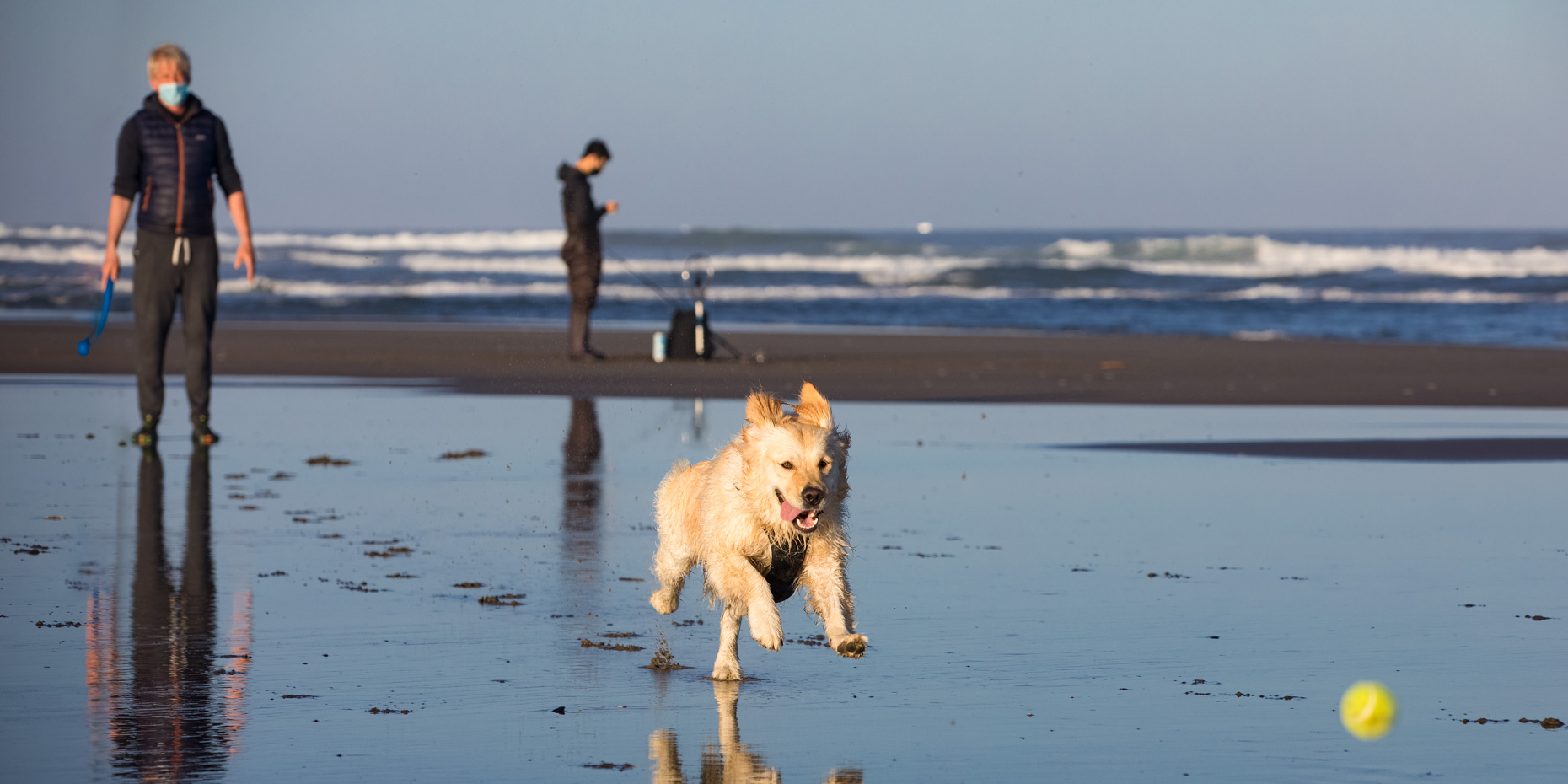 man in face mask throwing tennis ball for his dog on a beach