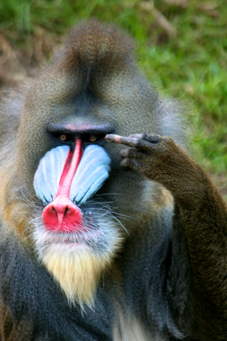 Funny Animal Photography | Mandril Ape Giving Finger by Mark Rogers