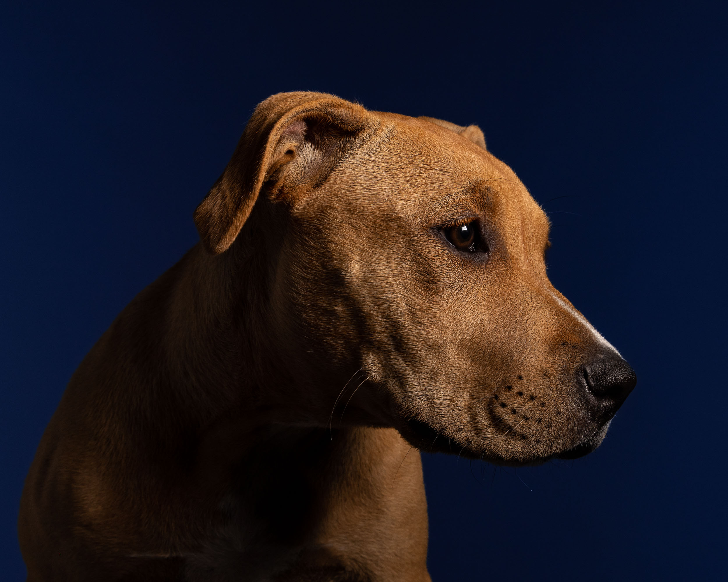 moody-low-key-portrait-of-brown-dog-in-profile-1976