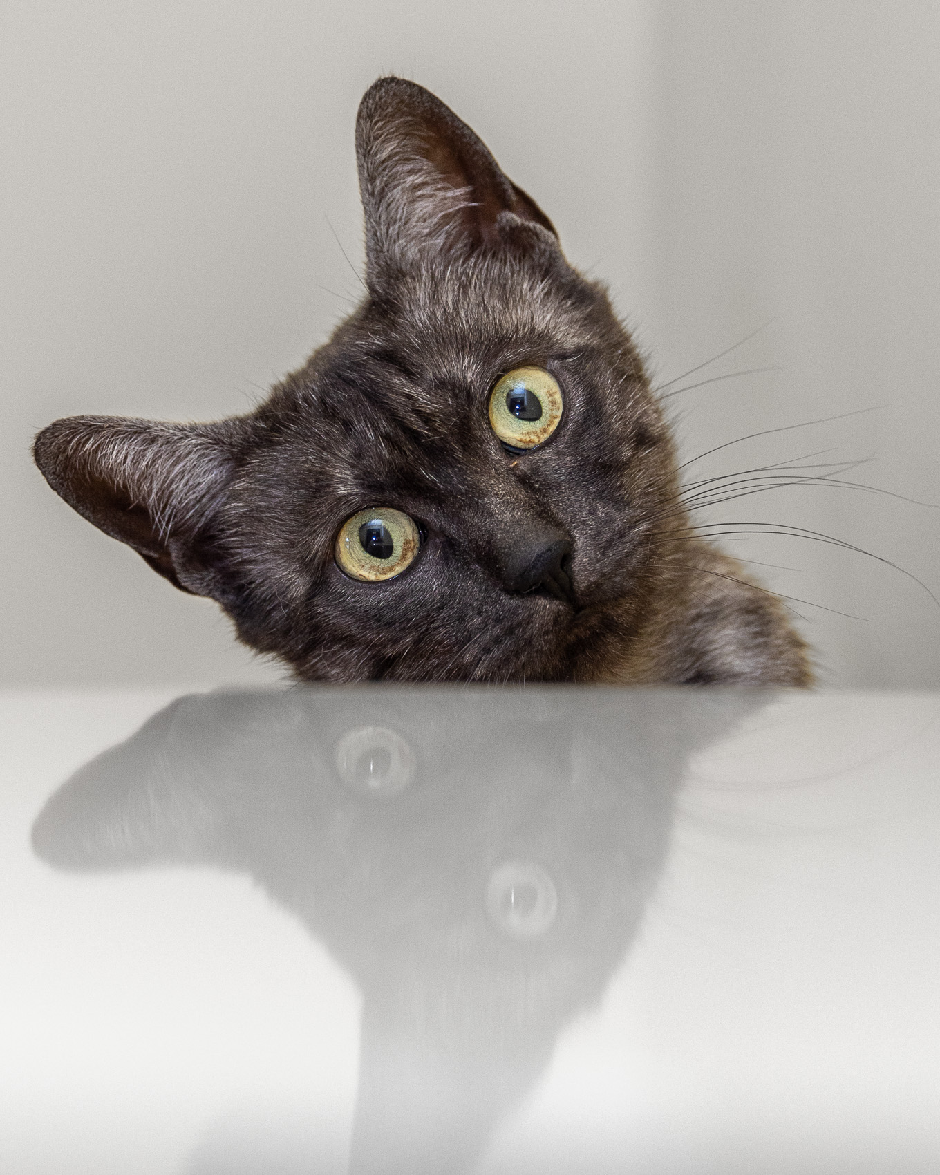 Cat Photography | Cat Peeking Over Reflection