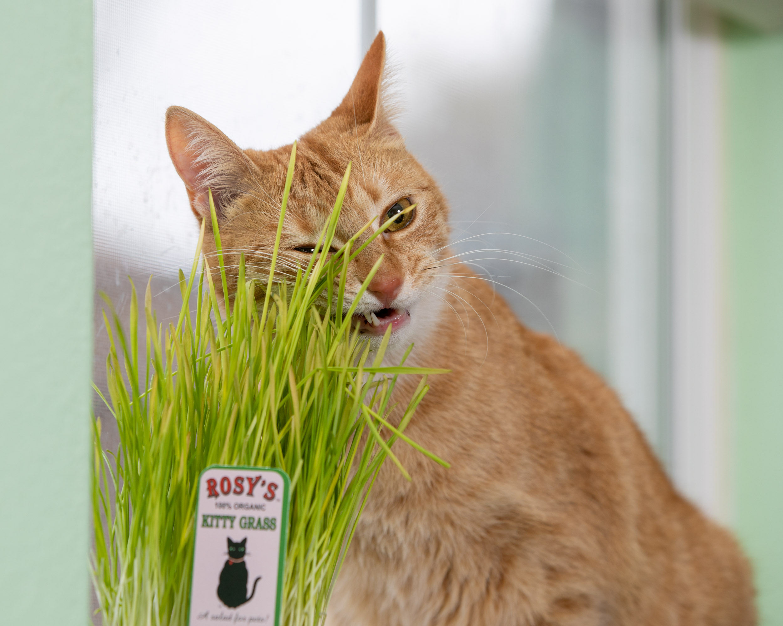 Humorous Cat Photography Cat Eating Grass Funny Face by Mark Rogers