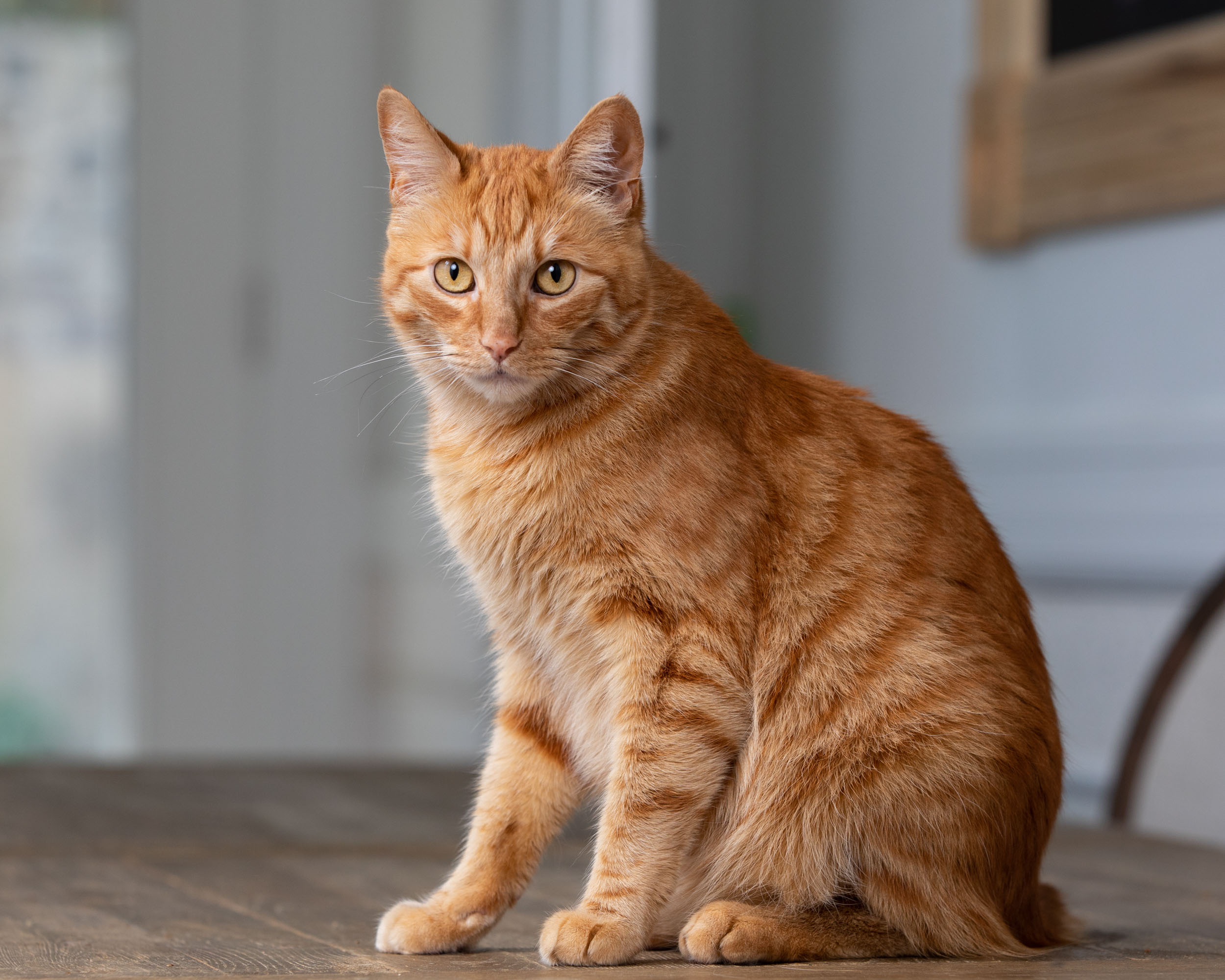 orange-tabby-cat-sitting-on-table-2083