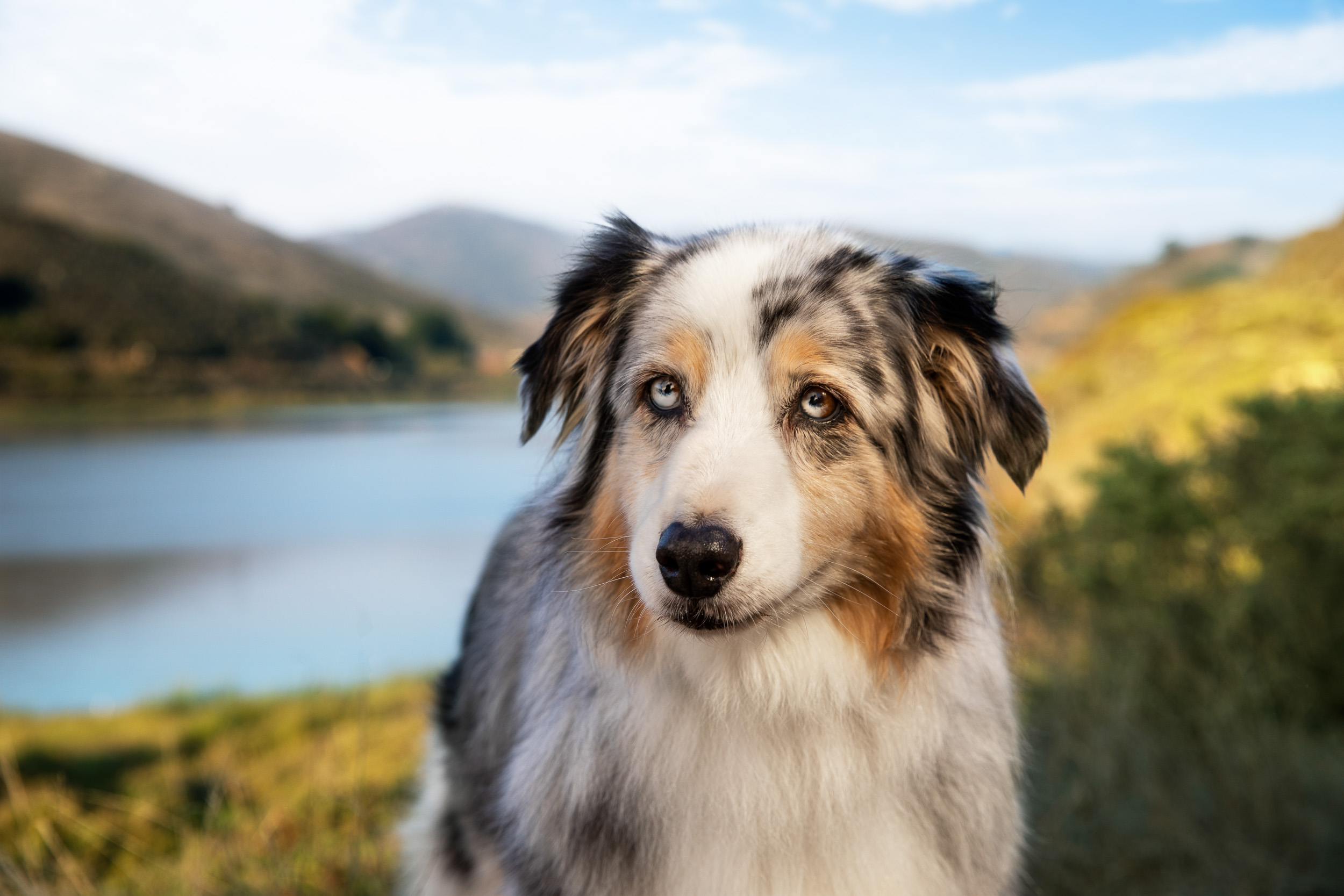 Dog Lifestyle Photography | Australian Shepherd Near Lake