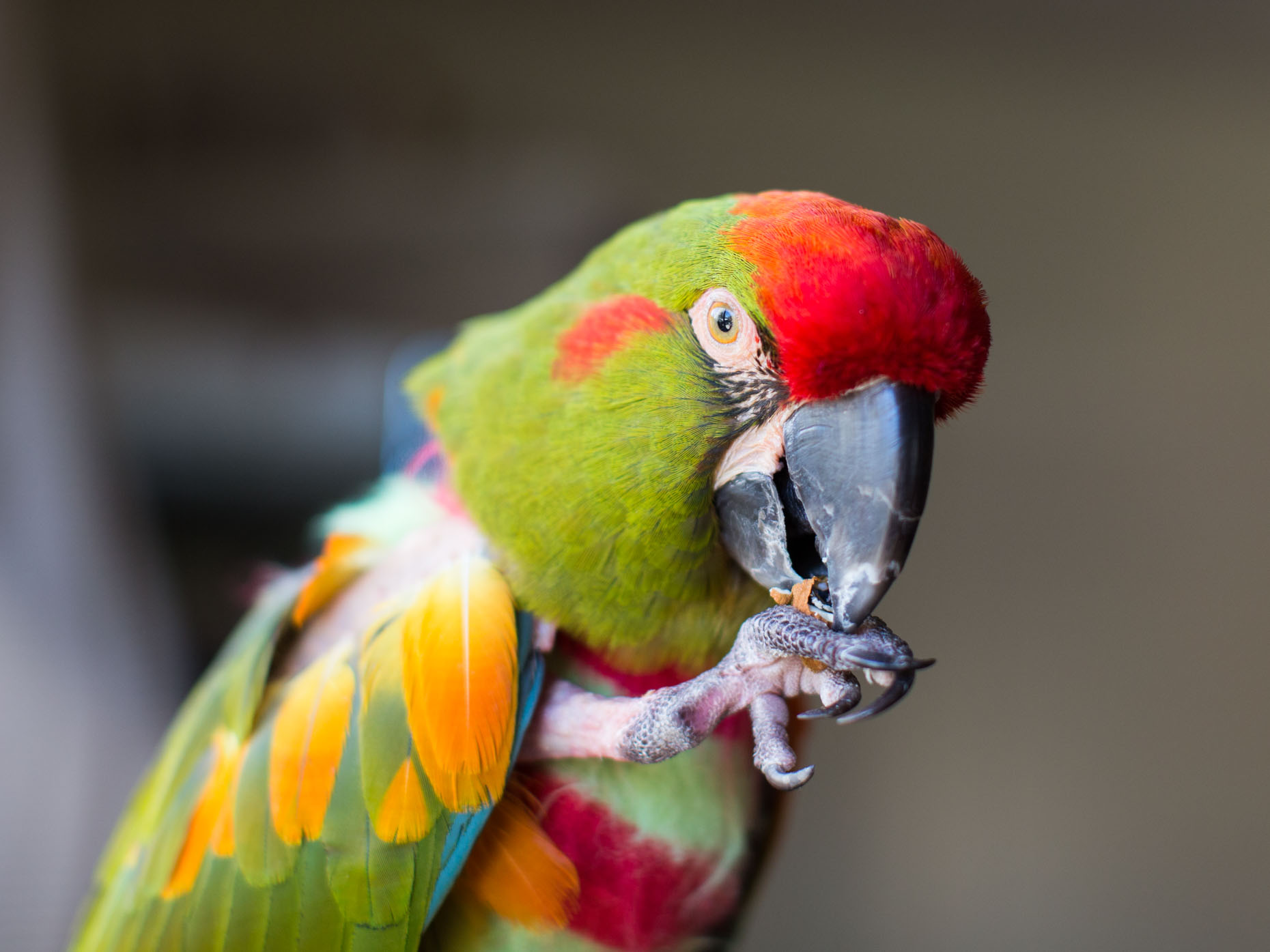 Commercial Animal Photography Parrot Eating by Mark Rogers