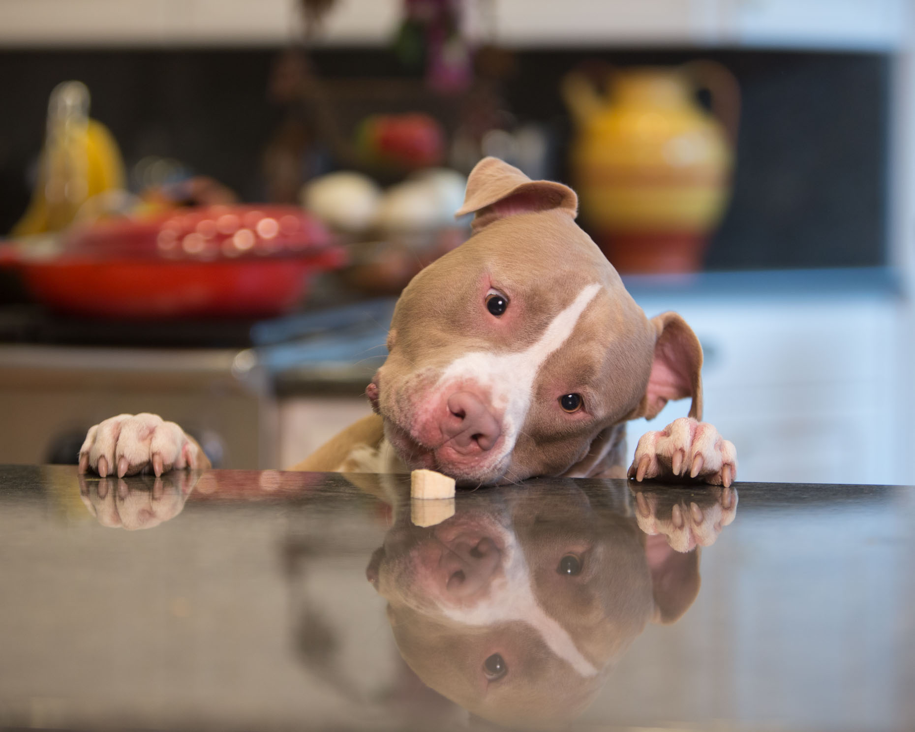 Pet Advertising Photography | Dog on Counter  by Mark Rogers