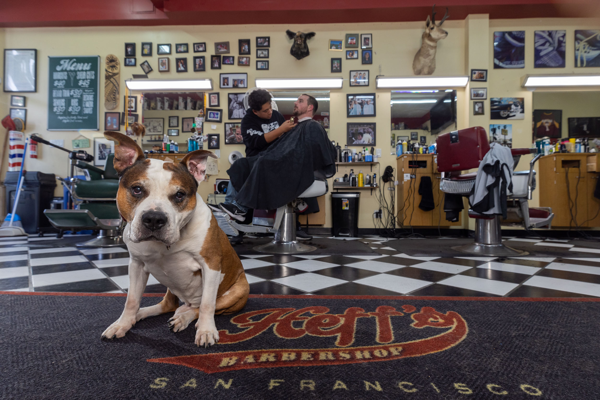 pit-bull-mix-dog-at-Huffs-barber-shop-6596