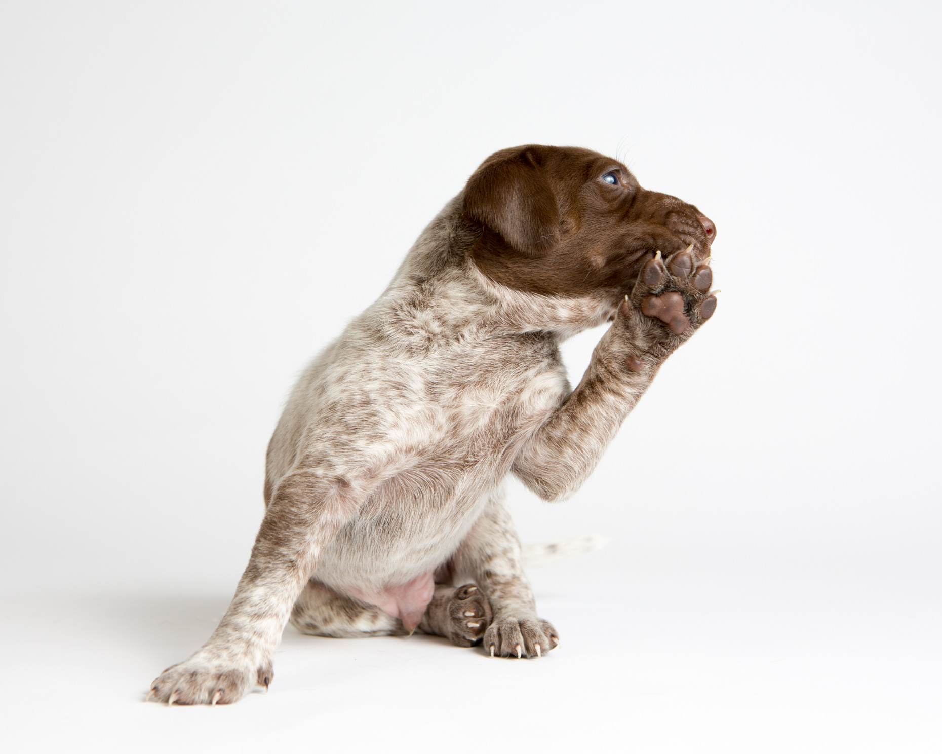Dog Studio Photography | Pointer Puppy with Paw Raised by Mark Rogers