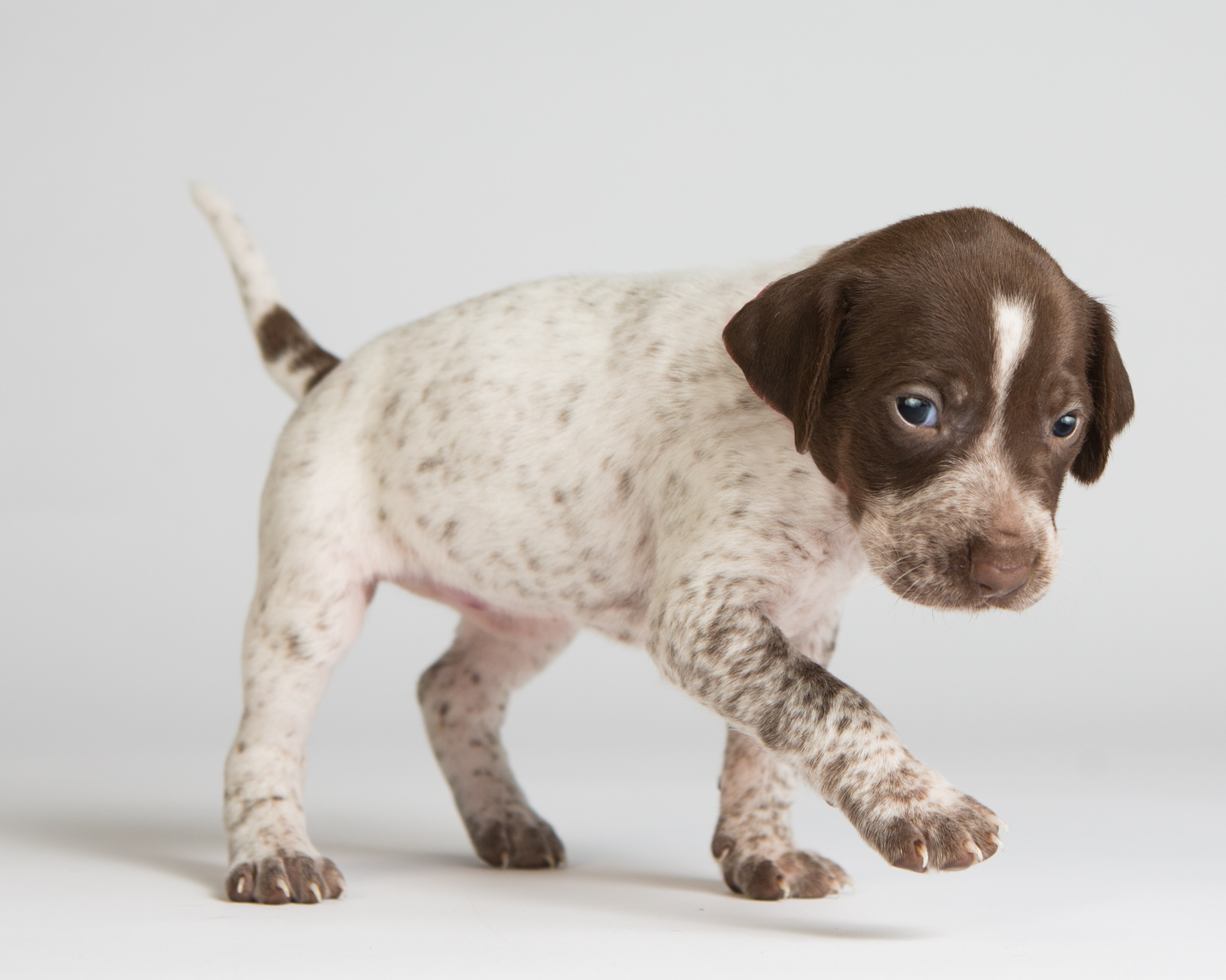 Dog Studio Photography | Pointer Puppy walking by Mark Rogers