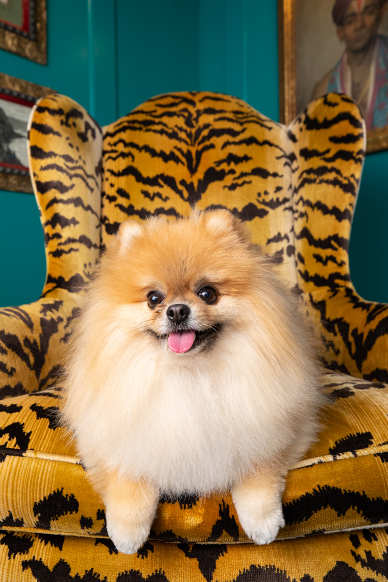Commercial Dog Photography | Pomeranian on Tiger Chair by Mark Rogers