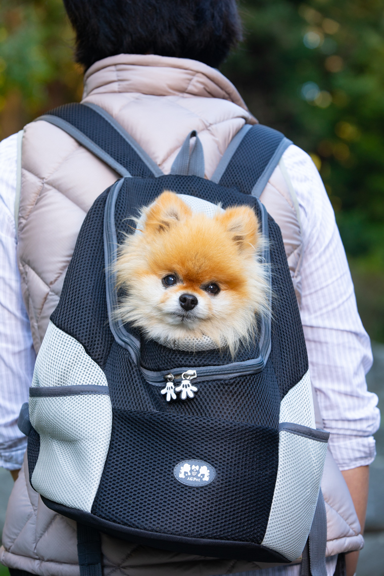 Dog Lifestyle Photography | Pomeranian in Backpack by Mark Rogers