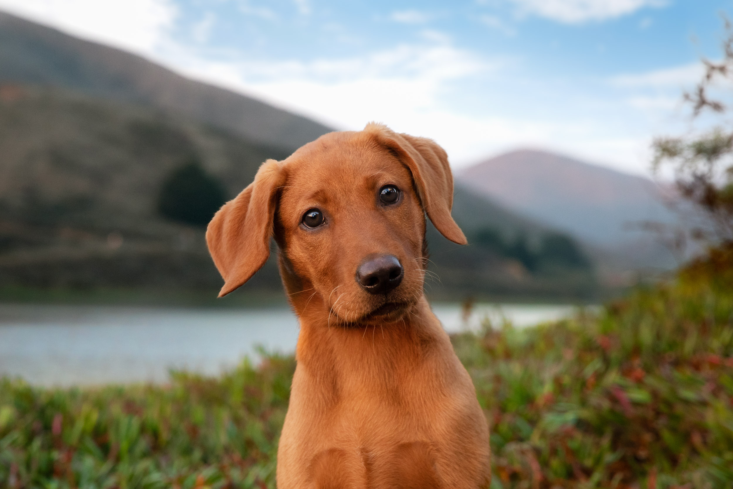 Commercial Dog Photography | Labrador Puppy in Mountain Landscape by Mark Rogers