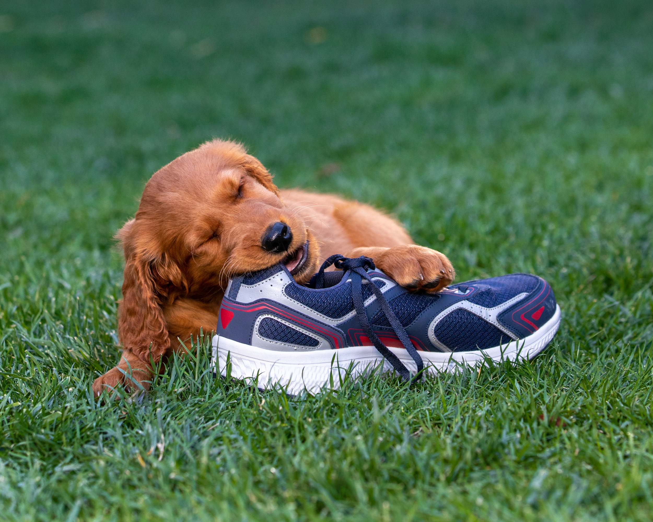 red-puppy-chewing-on-shoe-in-yard-6702