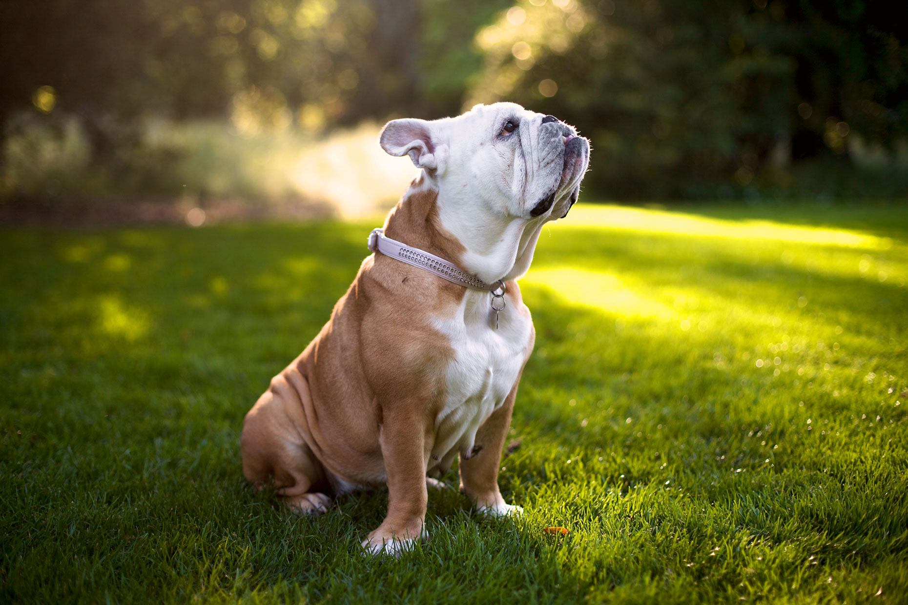 Commercial Pet Photography | Proud Bulldog by Mark Rogers