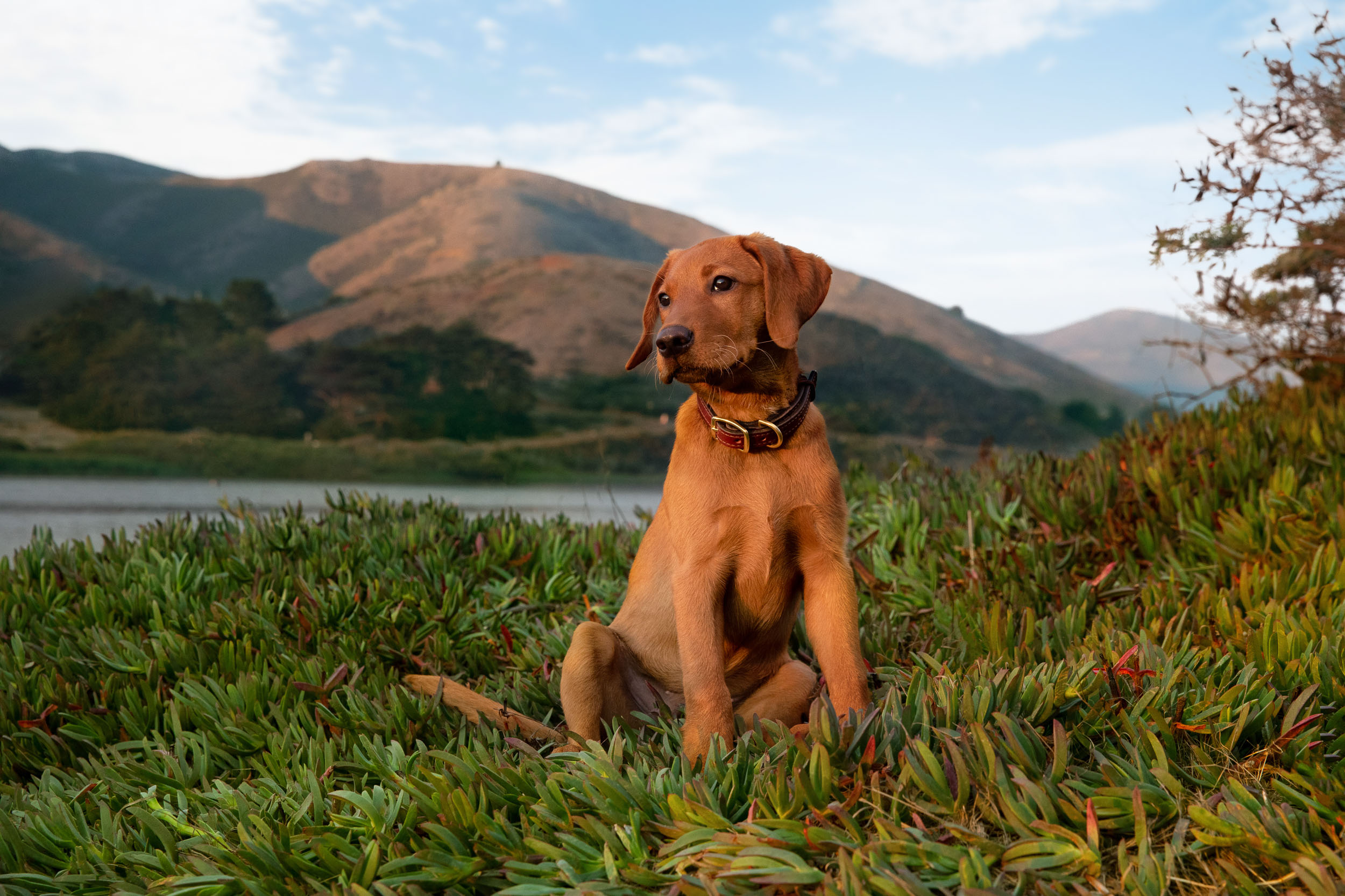 Dog Lifestyle Photography | Retriever Puppy Sitting Near Lake