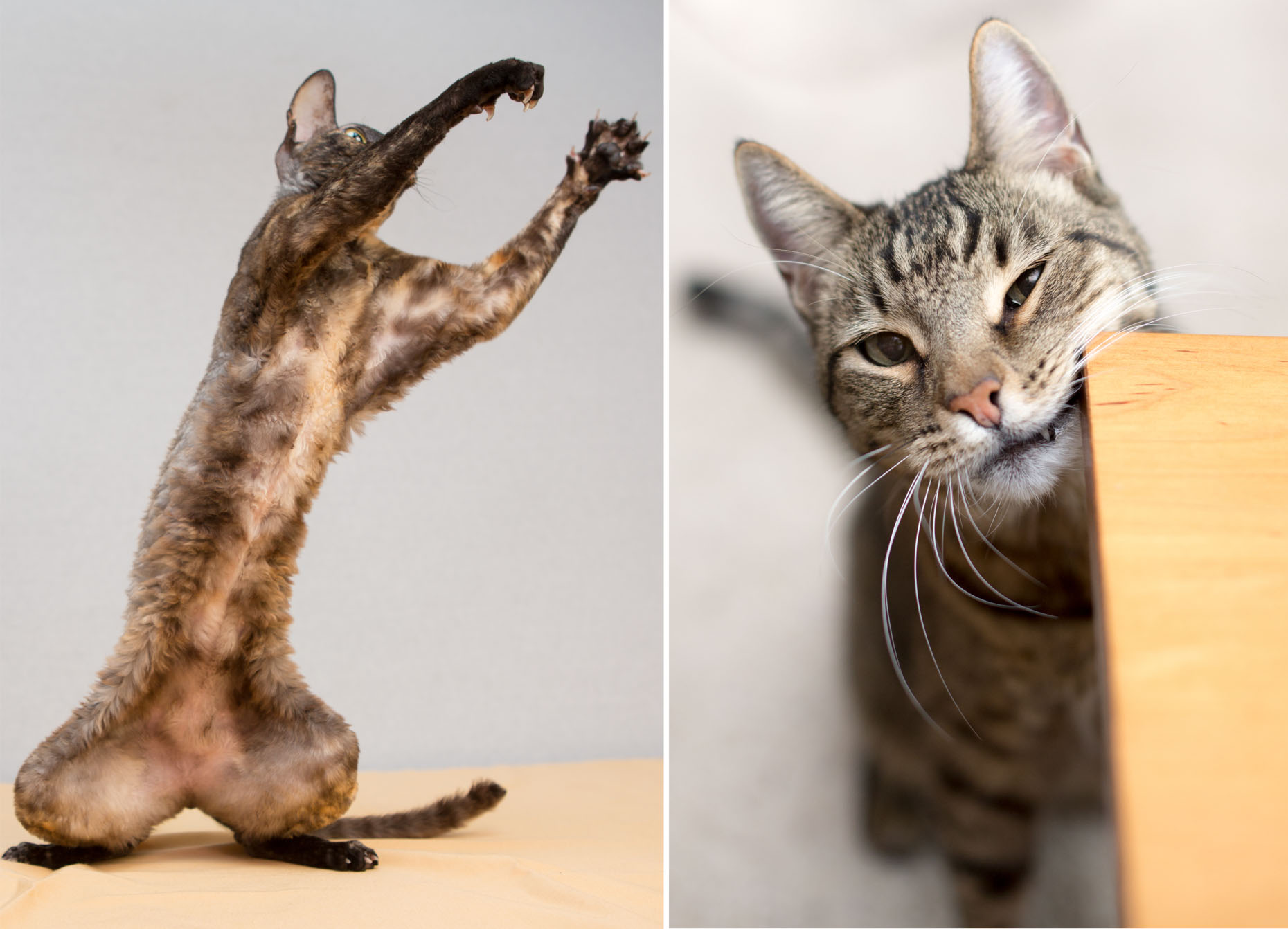 Cat Photography Rex Cat Jumping and Tabby Rubbing Face by Mark Rogers