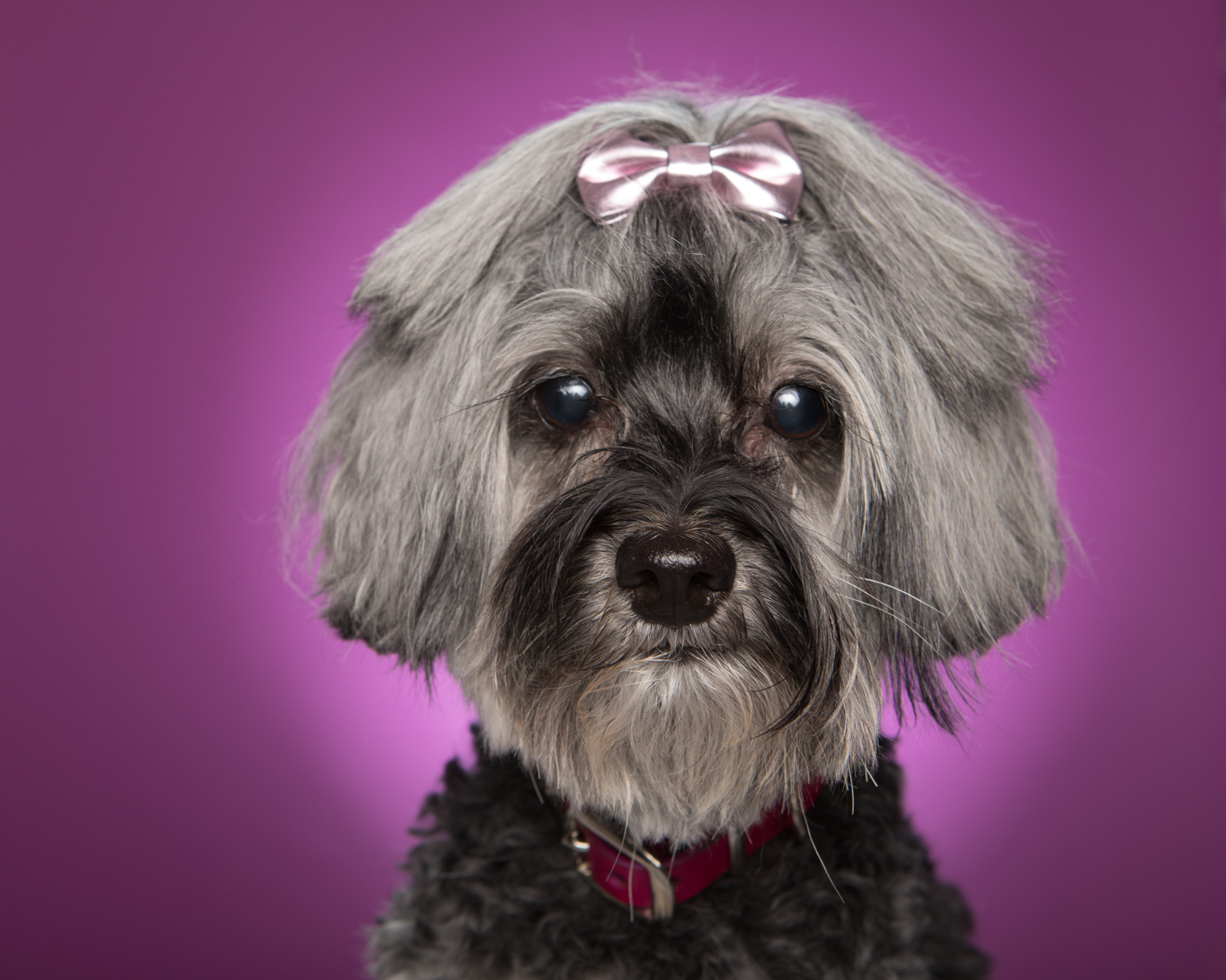 Dog and Pet Photography | Schnauzer with Bow by Mark Rogers