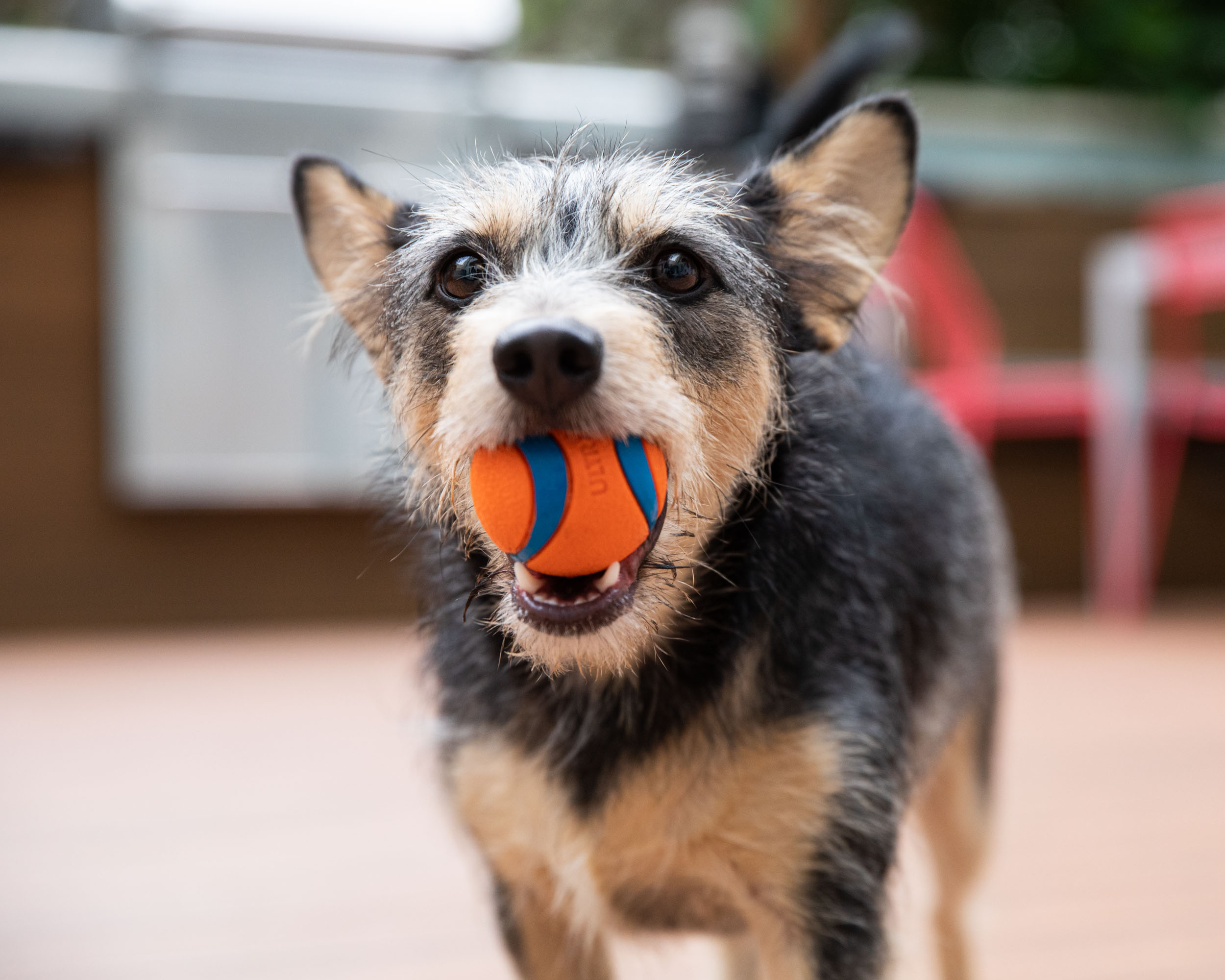 Pet Lifestyle Photography | Terrier with Ball in Mouth by Mark Rogers