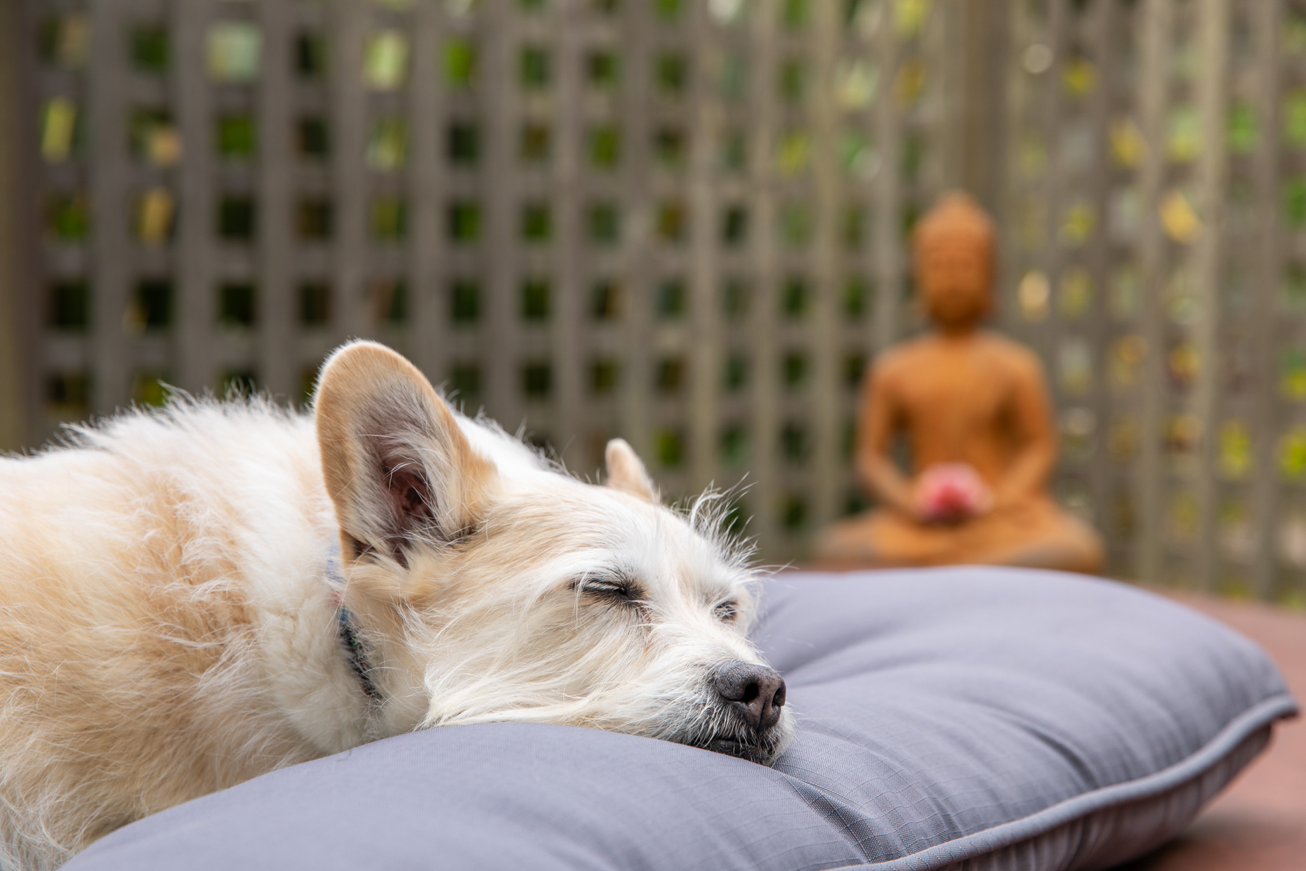 sleeping terrier dog near Buddha statue