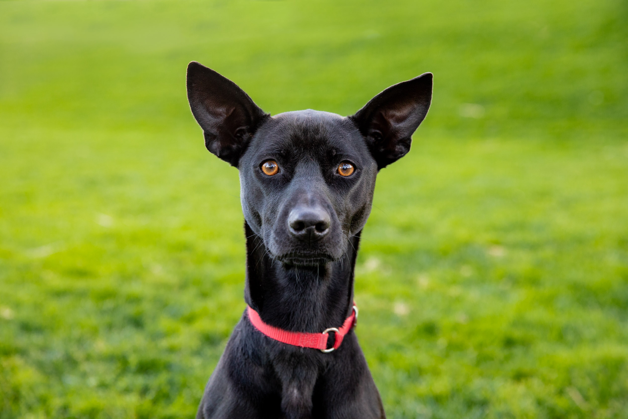 Dog Photography | Serious Black Dog Brown Eyes by Mark Rogers